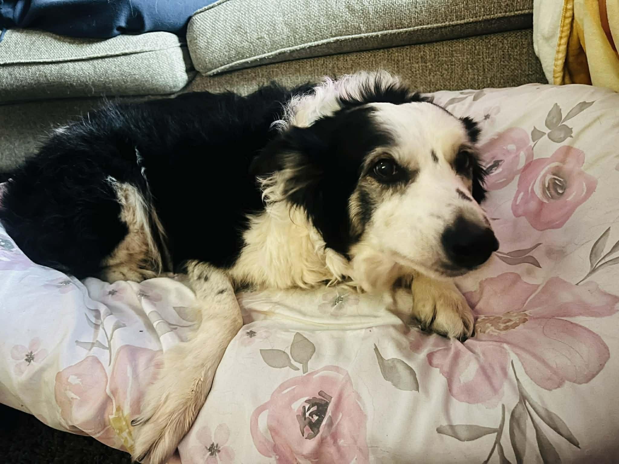 Enlarge Fancy #1217, a ADOPTABLE Border Collie in Allen, TX image 2/4