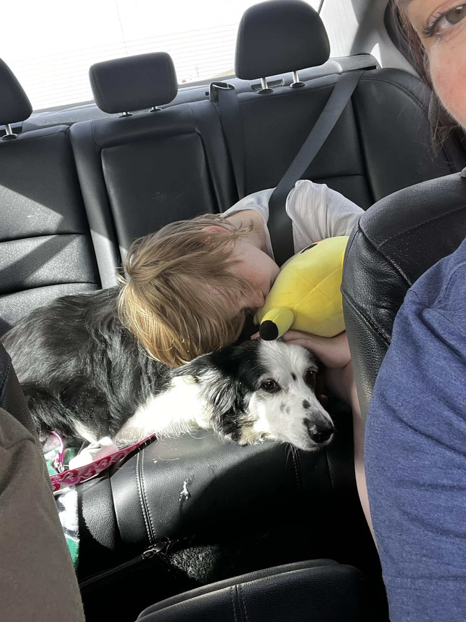 Enlarge Fancy #1217, a ADOPTABLE Border Collie in Allen, TX image 4/4