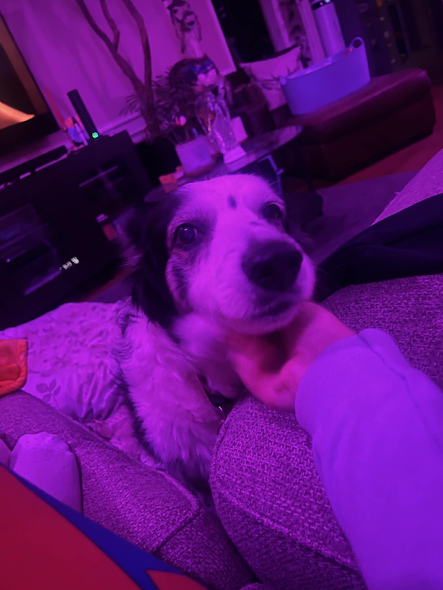 Enlarge Fancy #1217, a ADOPTABLE Border Collie in Allen, TX image 3/4