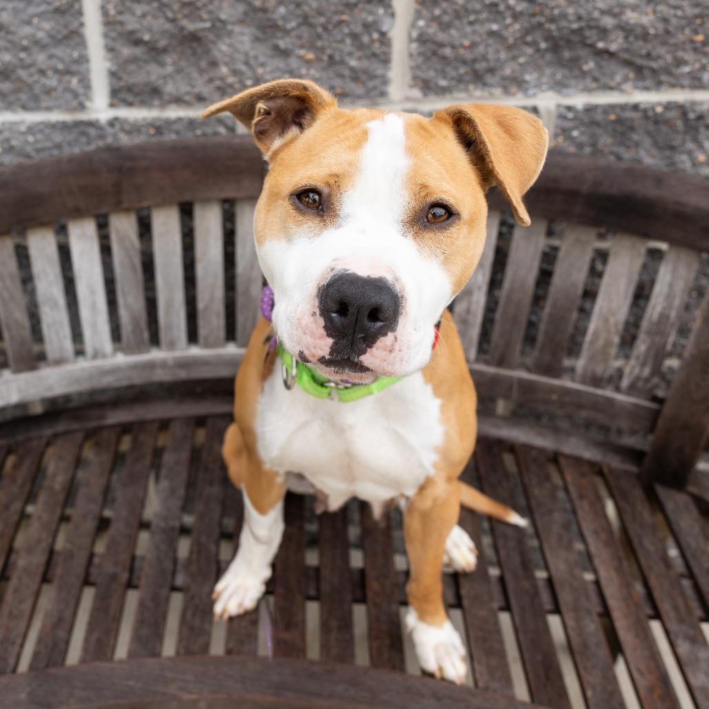 Kaycee, ADOPTABLE, Adult Female Mixed Breed.