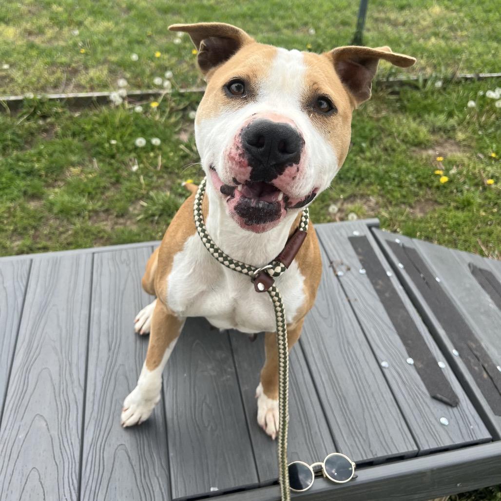 Enlarge Kaycee, a ADOPTABLE Mixed Breed in Cape Girardeau, MO image 2/3
