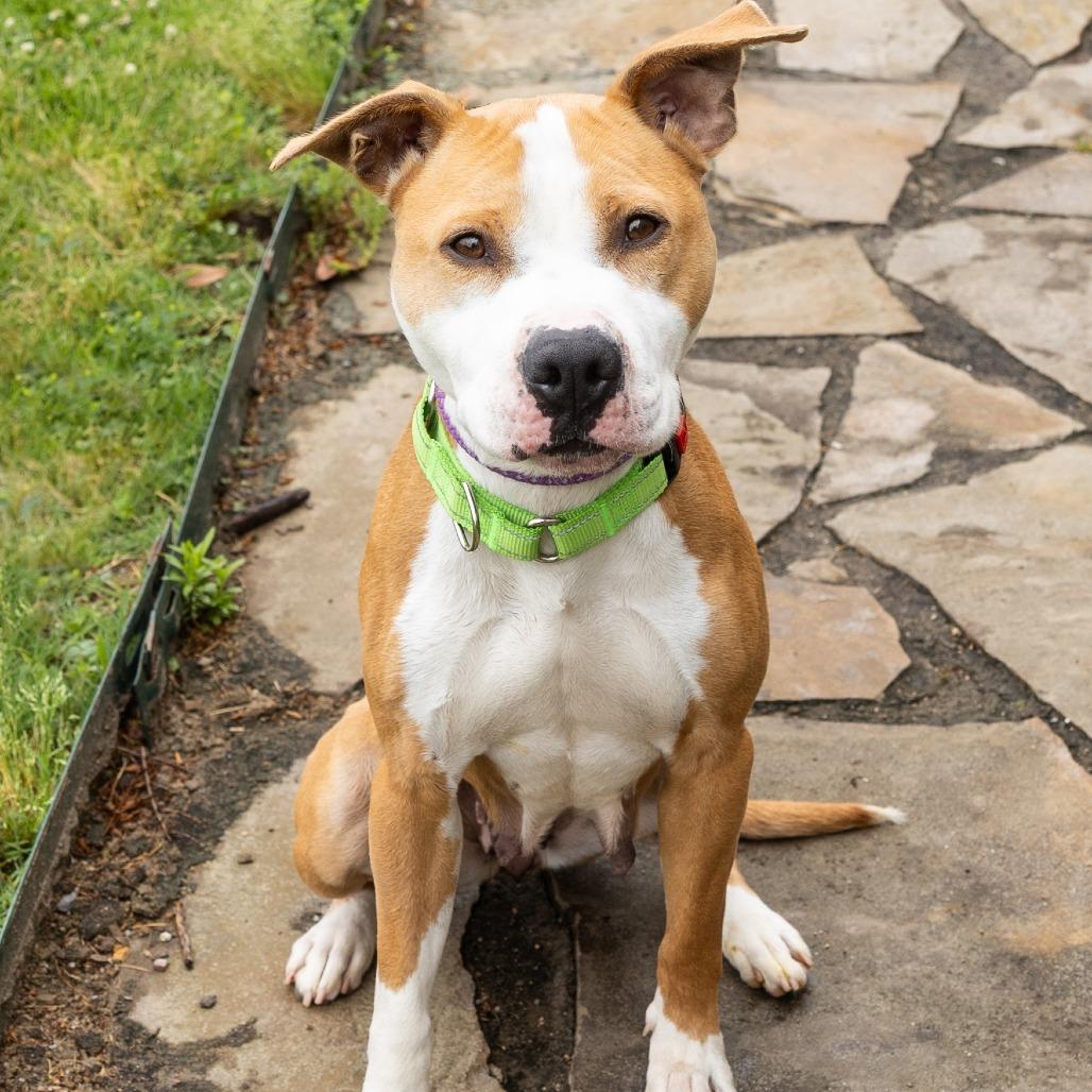 Enlarge Kaycee, a ADOPTABLE Mixed Breed in Cape Girardeau, MO image 3/3