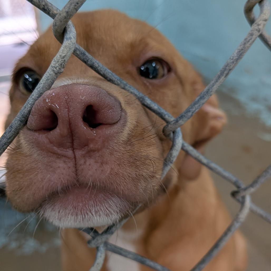 Bobby, Adoptable, Puppy Male Pit Bull Terrier.