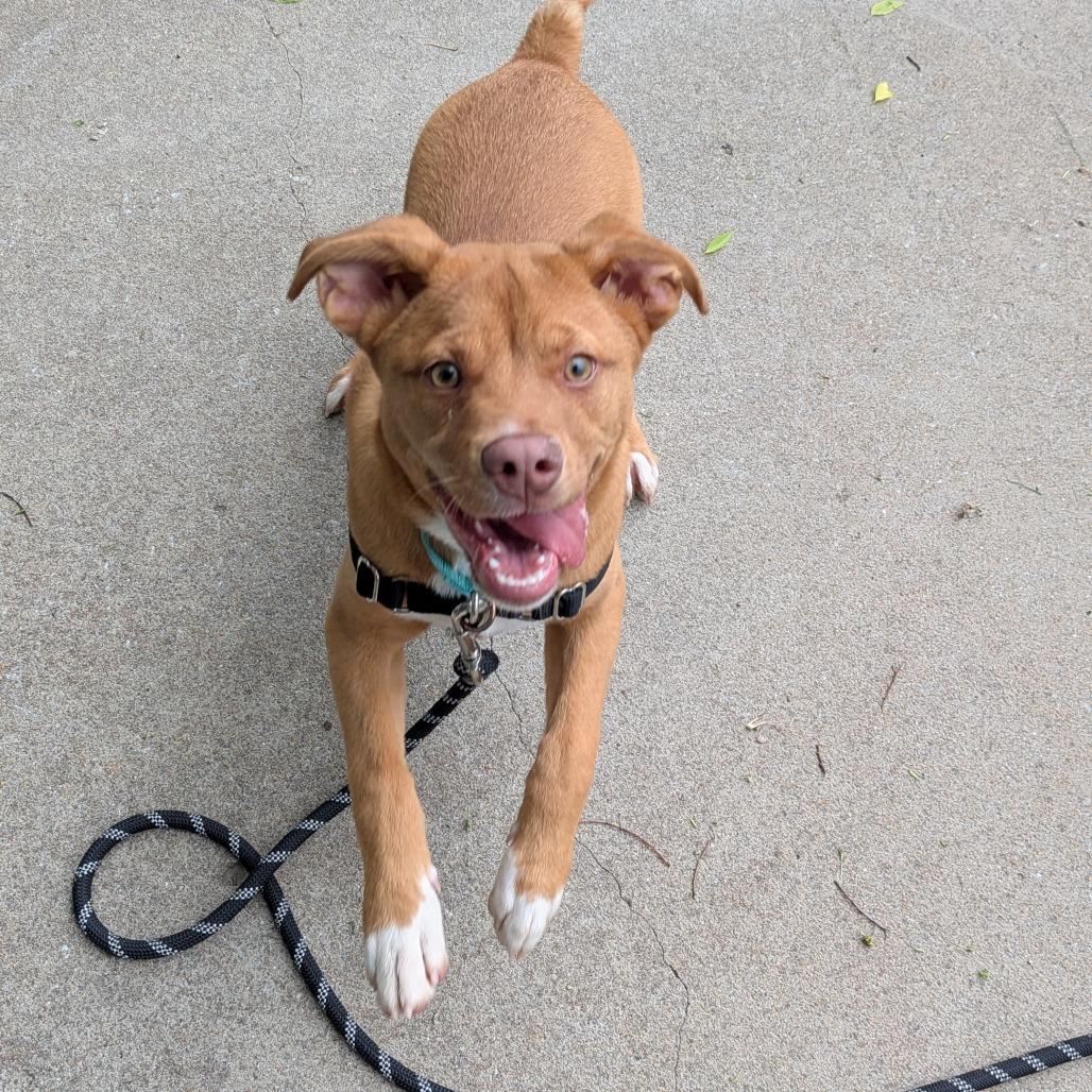 Enlarge Bobby, a Adoptable mixed breed in Tulsa, OK image 2/6