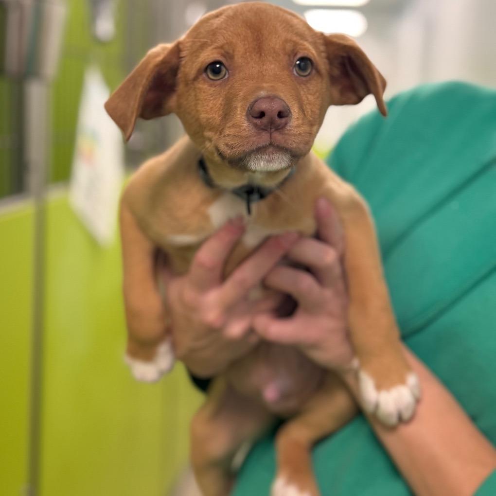 Enlarge Bobby, a Adoptable mixed breed in Tulsa, OK image 2/6