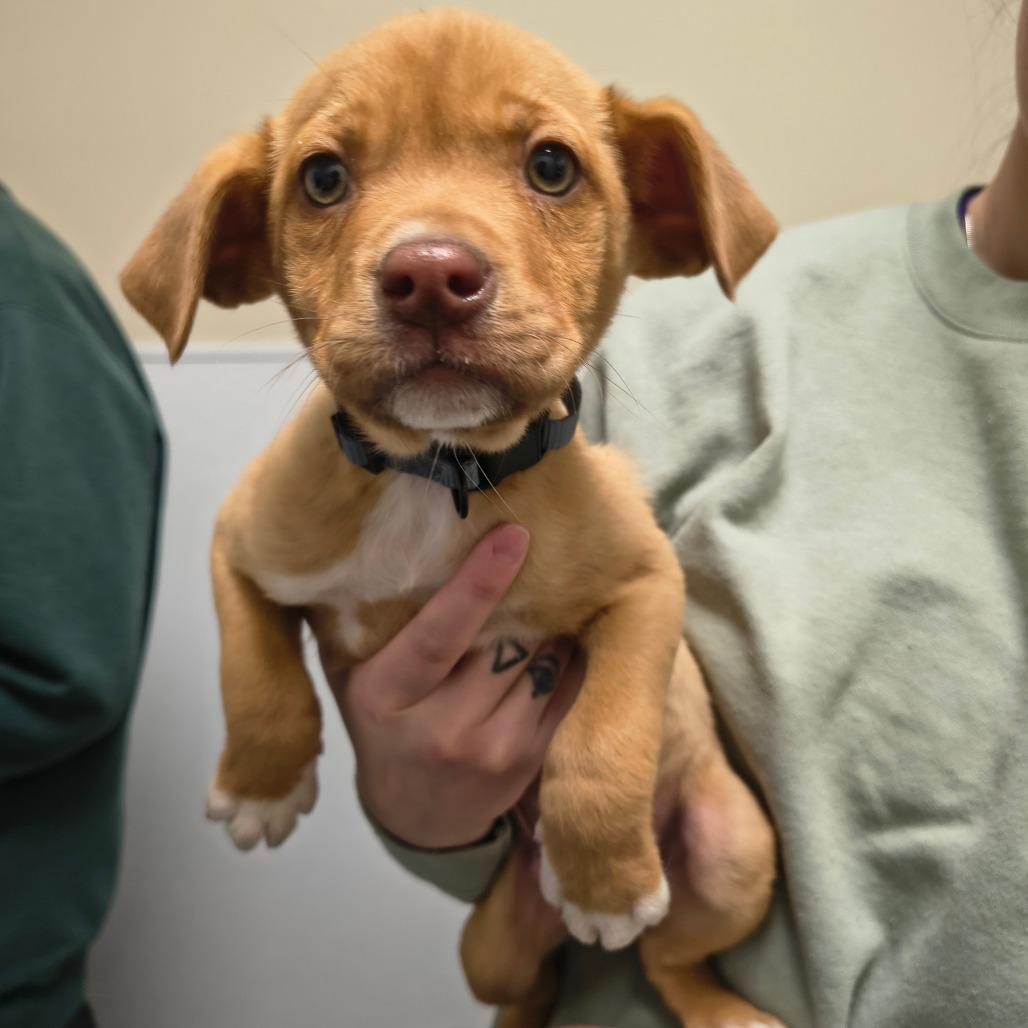 Enlarge Bobby, a Adoptable mixed breed in Tulsa, OK image 3/6
