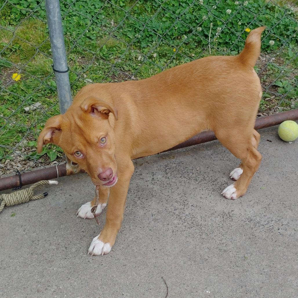 Enlarge Bobby, a Adoptable mixed breed in Tulsa, OK image 4/6