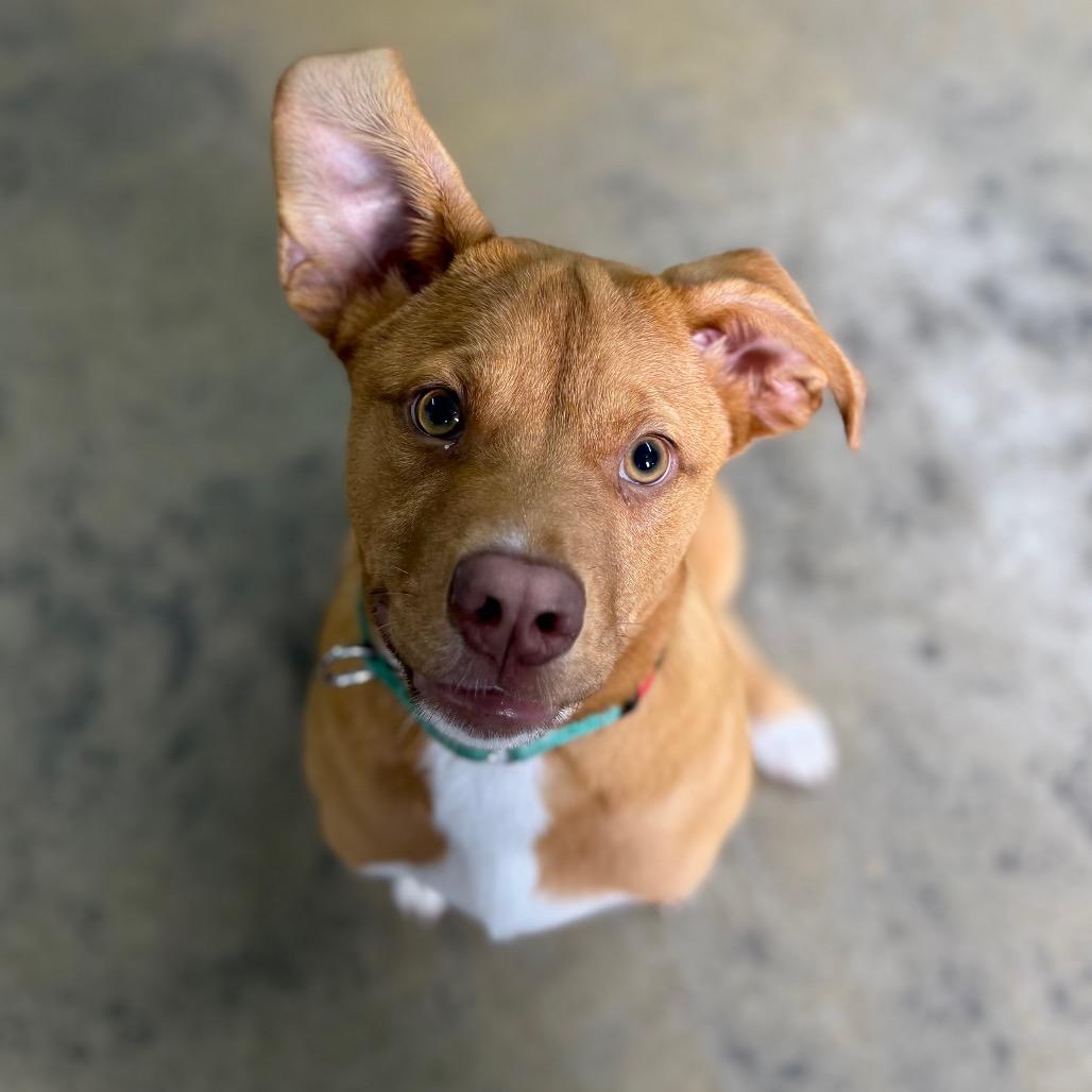 Enlarge Bobby, a Adoptable mixed breed in Tulsa, OK image 5/6