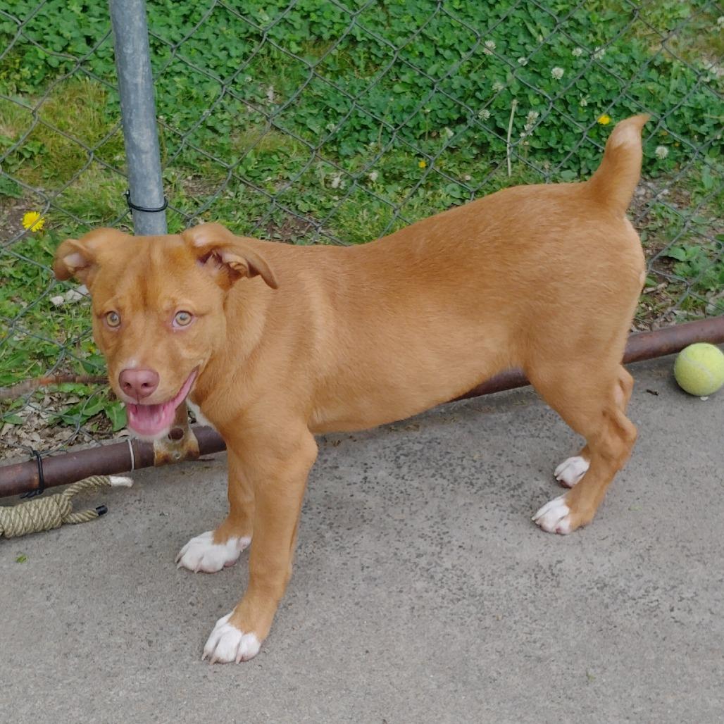 Enlarge Bobby, a Adoptable mixed breed in Tulsa, OK image 5/6