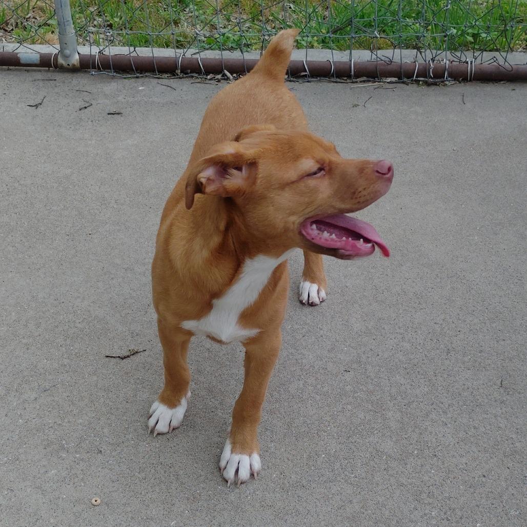 Enlarge Bobby, a Adoptable mixed breed in Tulsa, OK image 6/6