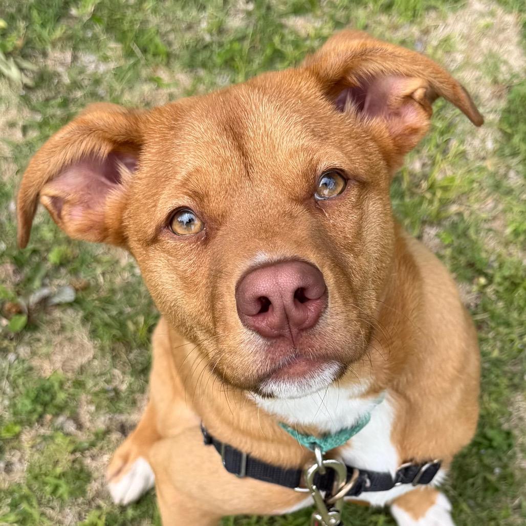 Bobby, a Adoptable mixed breed in Tulsa, OK image 6/6