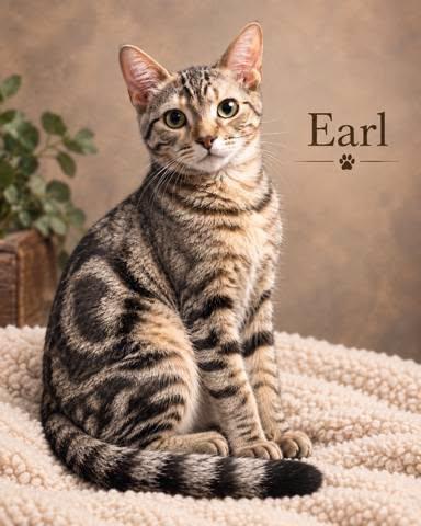 Earl, Adoptable, Young Male Tabby.