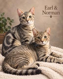 Enlarge Earl, a Adoptable Tabby in Midlothian, TX image 2/2