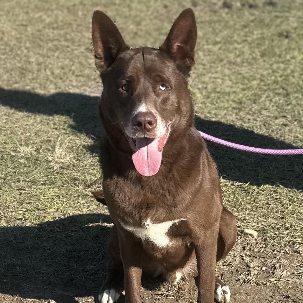 Julius, ADOPTABLE, Adult • Male, Australian Kelpie & Mixed Breed.
