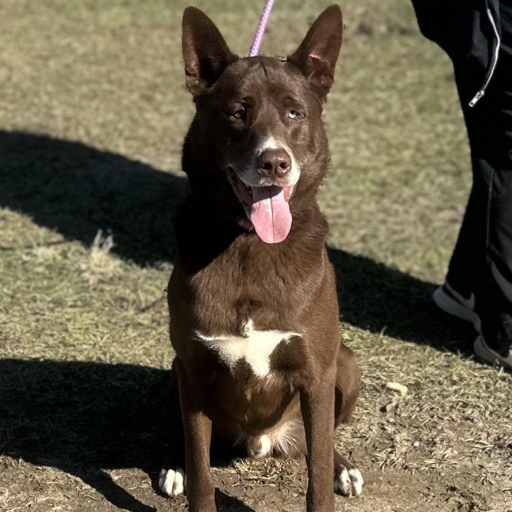 Enlarge Julius, a Adoptable mixed breed in LOXAHATCHEE, FL image 2/4