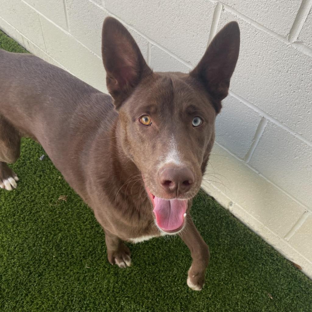 Enlarge Julius, a Adoptable mixed breed in LOXAHATCHEE, FL image 3/4