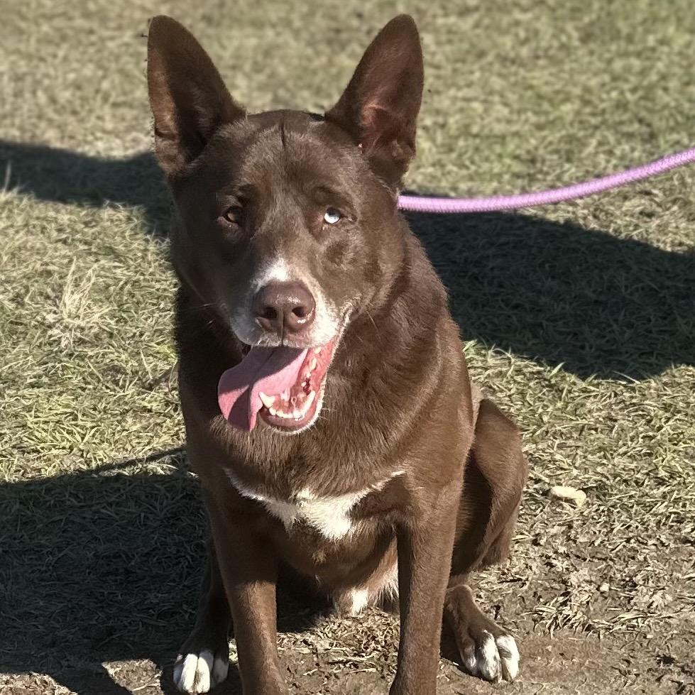 Enlarge Julius, a Adoptable mixed breed in LOXAHATCHEE, FL image 4/4