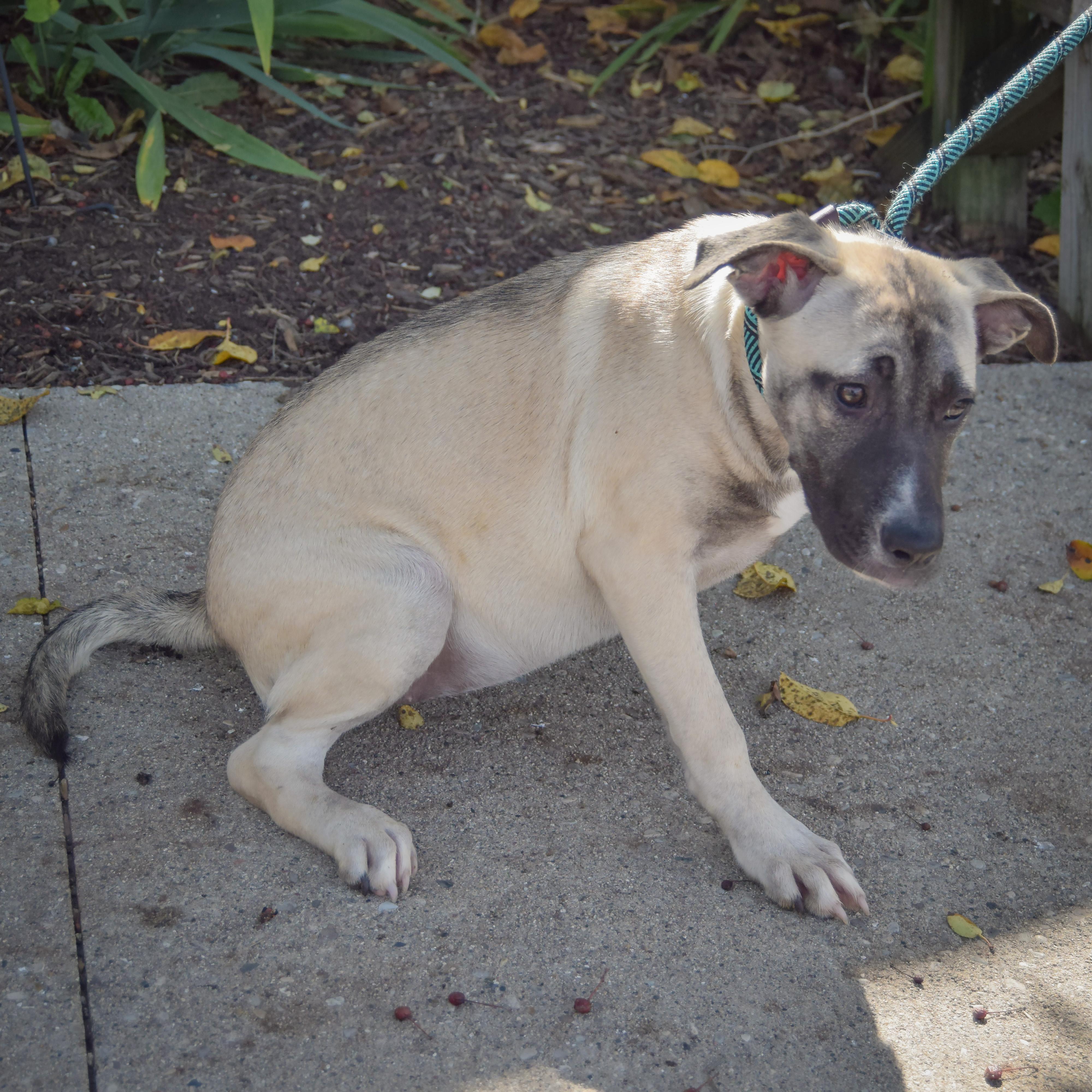 Enlarge Squash, a Adoptable mixed breed in Huntley, IL image 3/3