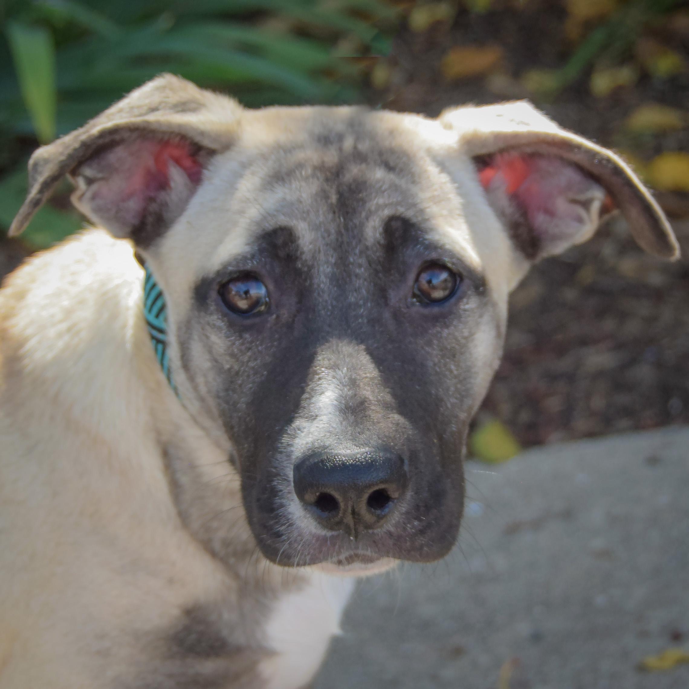 Squash, Adoptable, Puppy Female German Shepherd Dog & Mountain Cur.