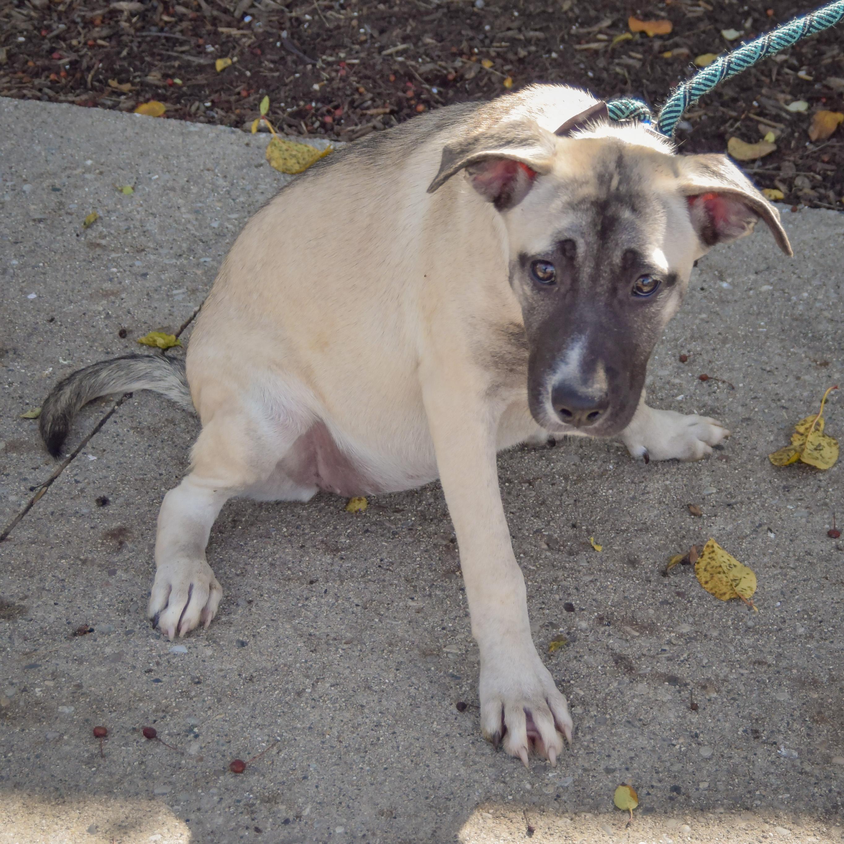 Enlarge Squash, a Adoptable mixed breed in Huntley, IL image 2/3