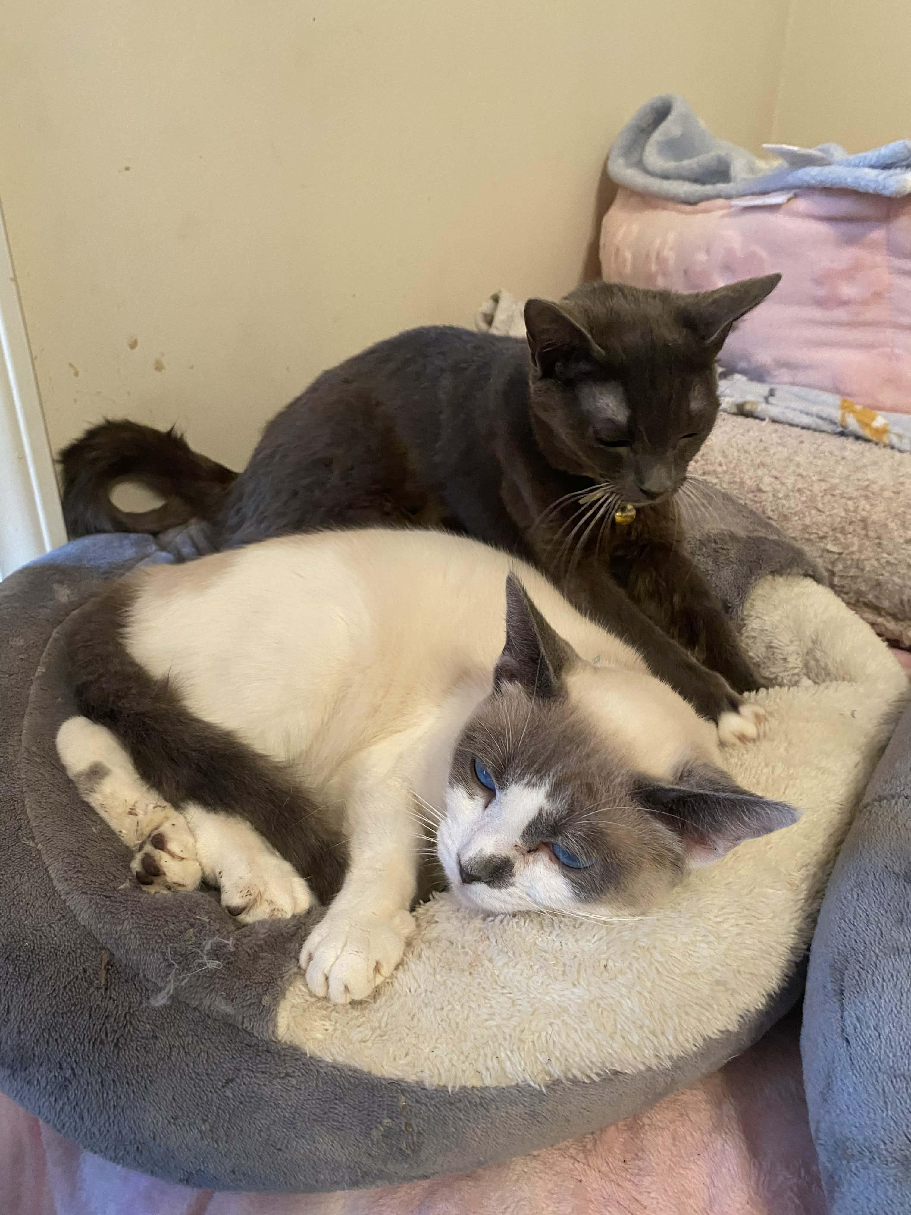 Claire and Tisha, ADOPTABLE, Kitten Female Siamese.