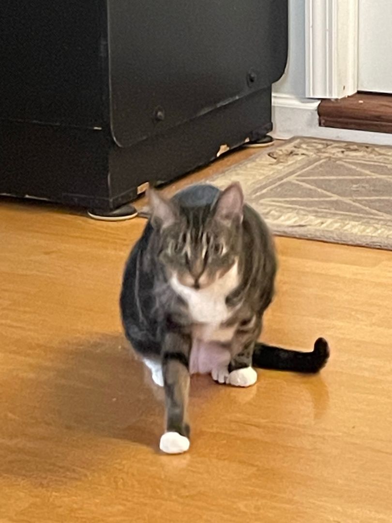 Cat for adoption Nana, a Tabby in Crompond, NY Petfinder