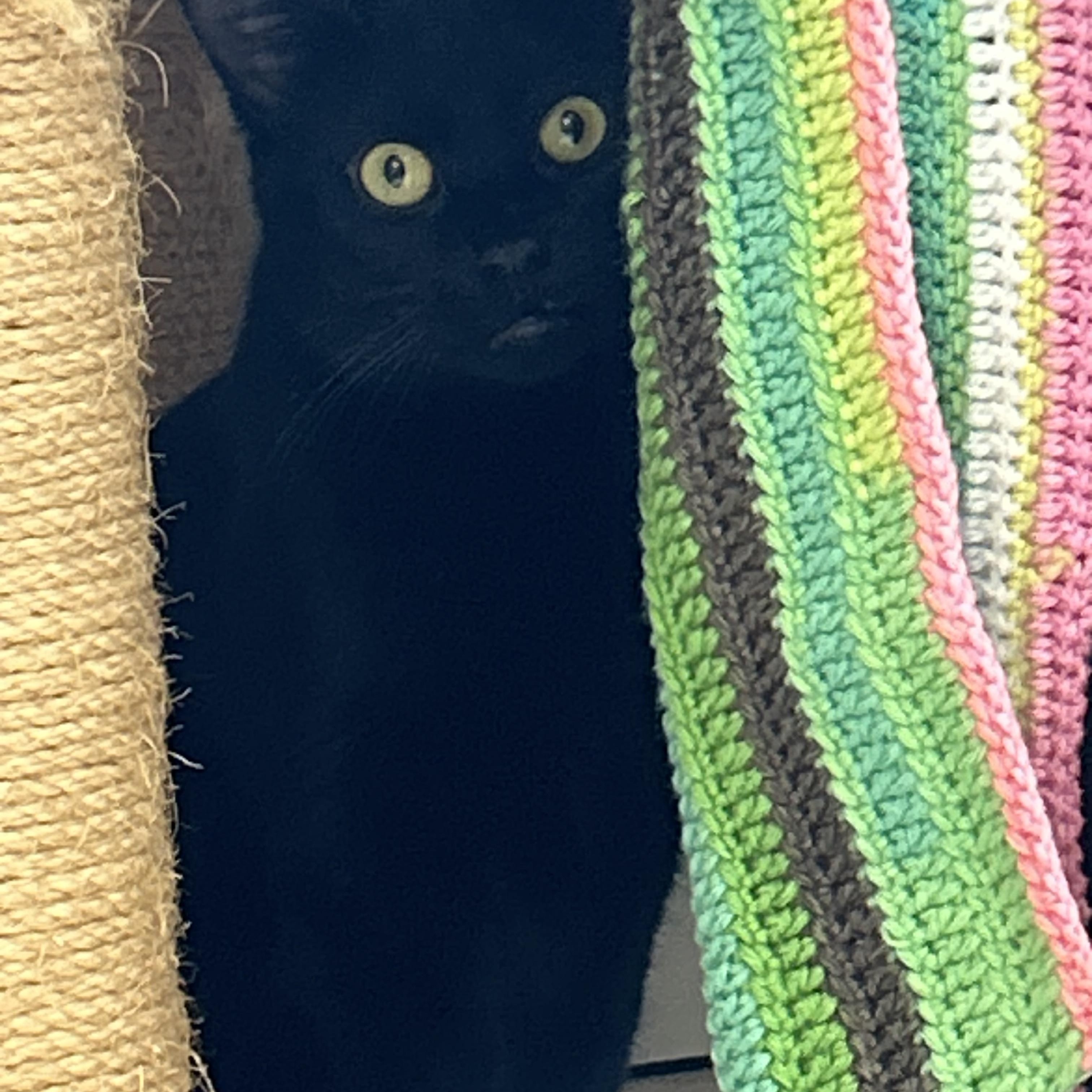 Enlarge Merlot, a Adoptable Domestic Short Hair in AQUEBOGUE, NY image 1/2