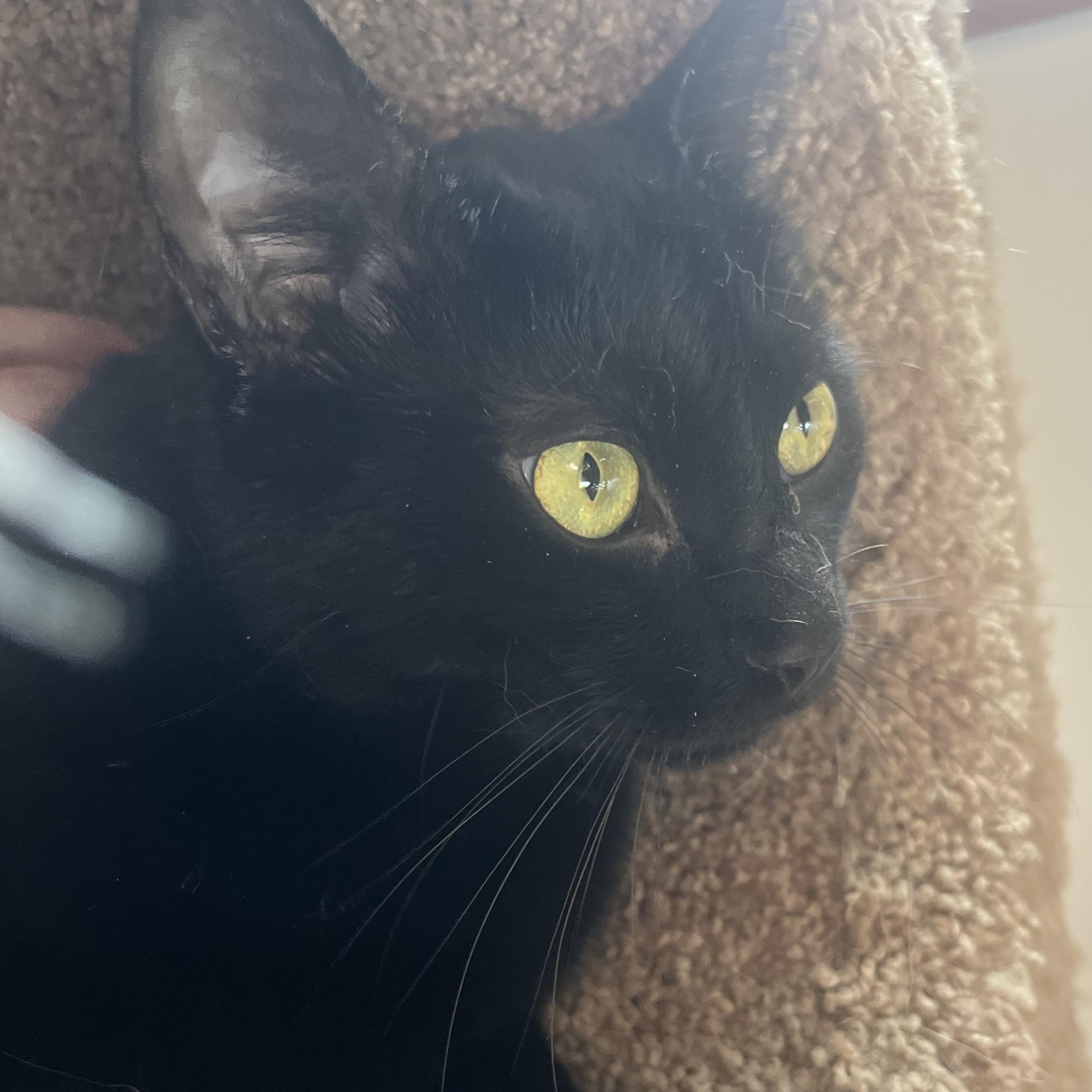 Enlarge Merlot, an adopted Domestic Short Hair in AQUEBOGUE, NY image 1/3