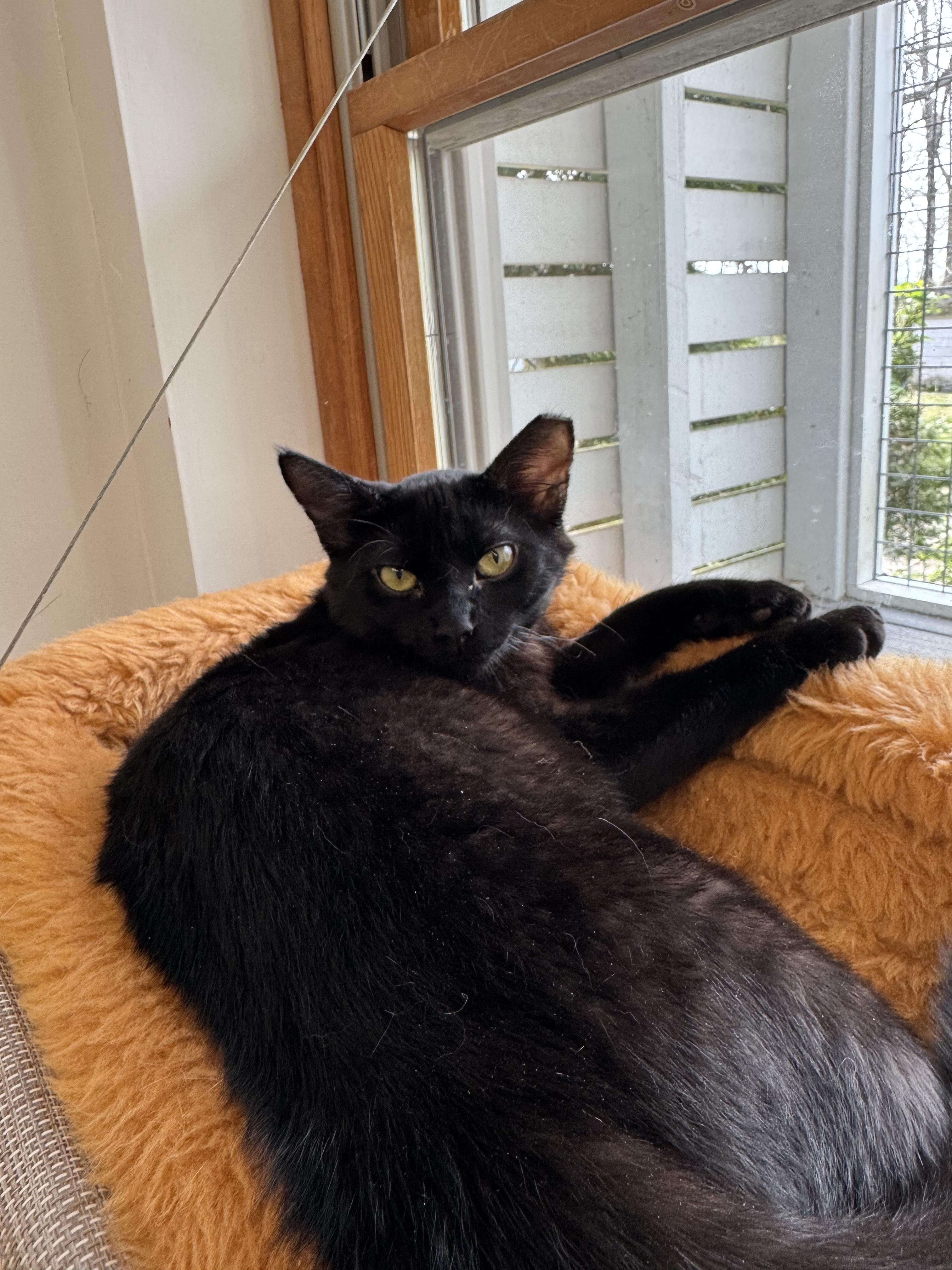 Enlarge Merlot, a Adoptable Domestic Short Hair in AQUEBOGUE, NY image 1/1