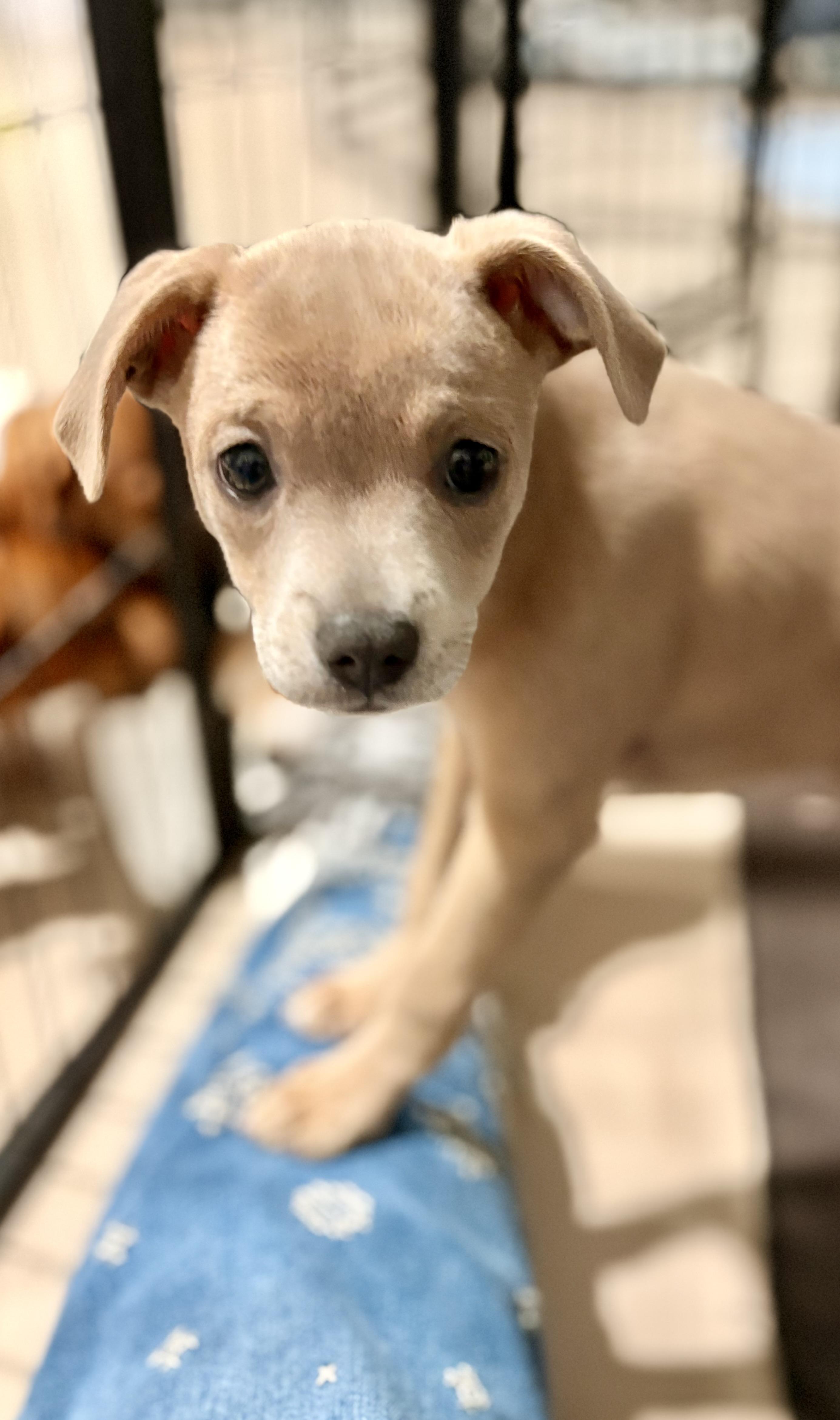 Enlarge Feliz, a ADOPTABLE mixed breed in Inverness, FL image 3/4