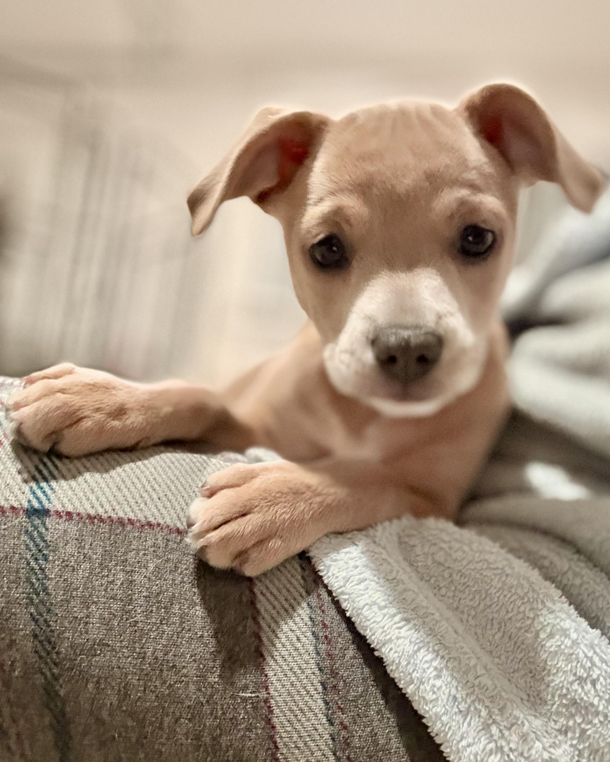 Feliz, ADOPTABLE, Puppy Female Chihuahua.