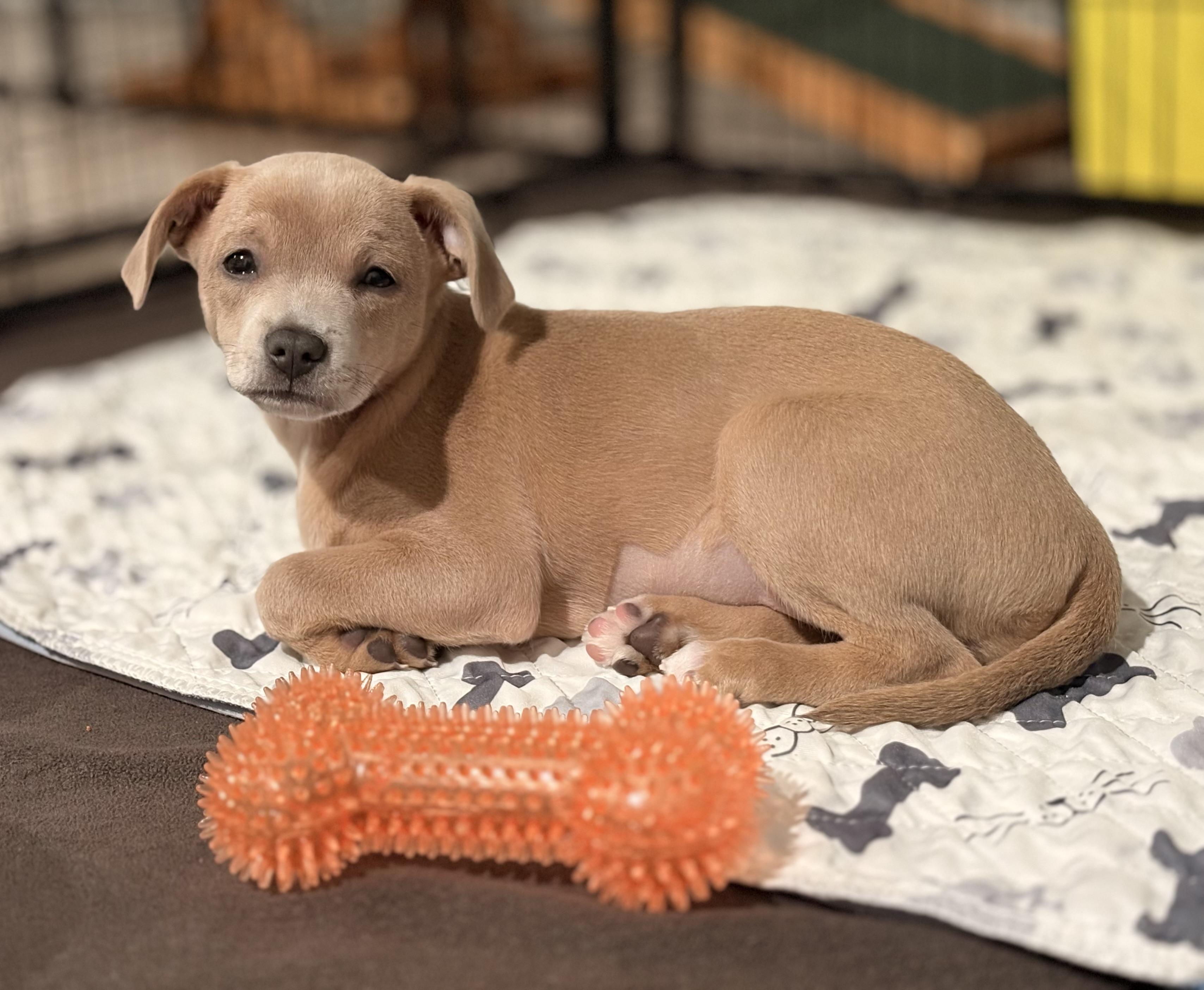 Enlarge Feliz, a ADOPTABLE mixed breed in Inverness, FL image 4/4