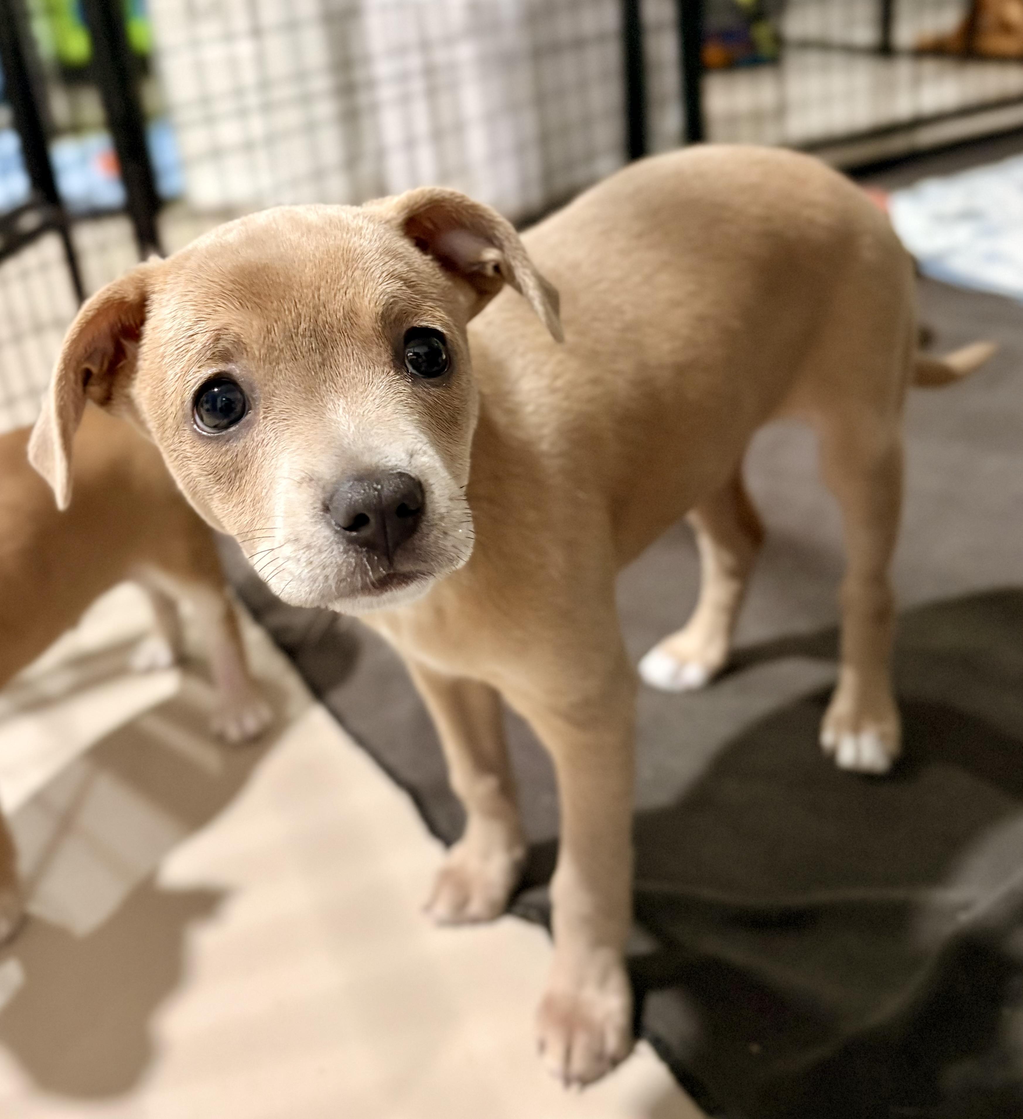 Enlarge Feliz, a ADOPTABLE mixed breed in Inverness, FL image 2/4