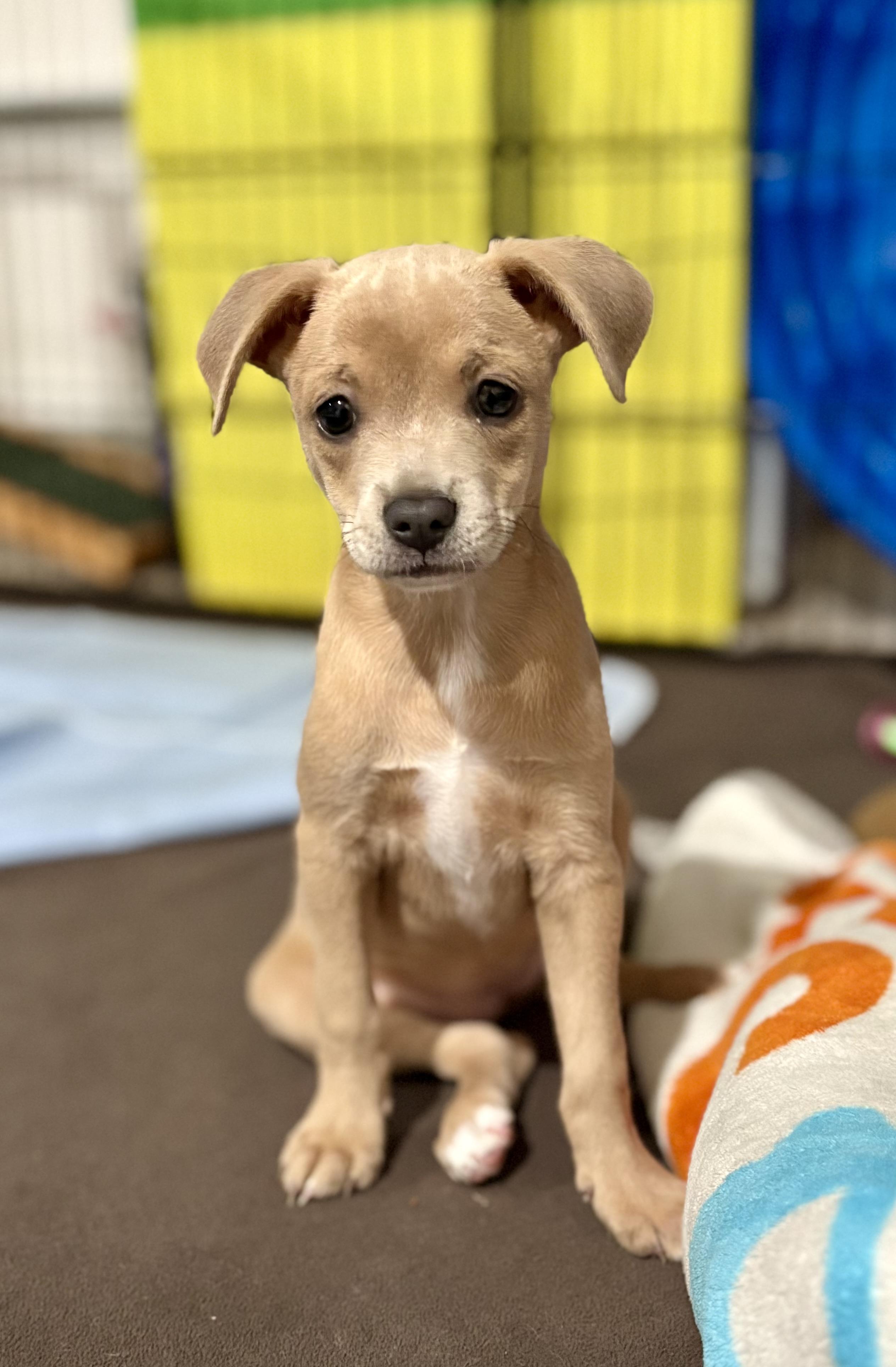 Enlarge Feliz, a ADOPTABLE mixed breed in Inverness, FL image 1/4