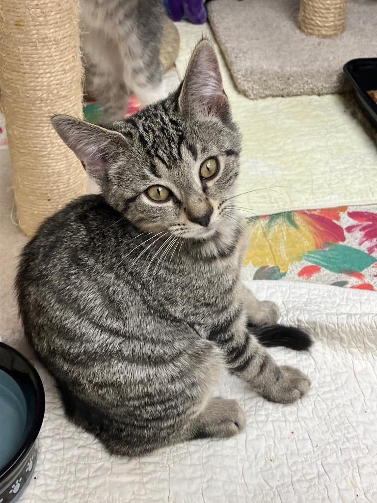 Alex. Daisy 4, Adoptable, Kitten Male Domestic Short Hair.