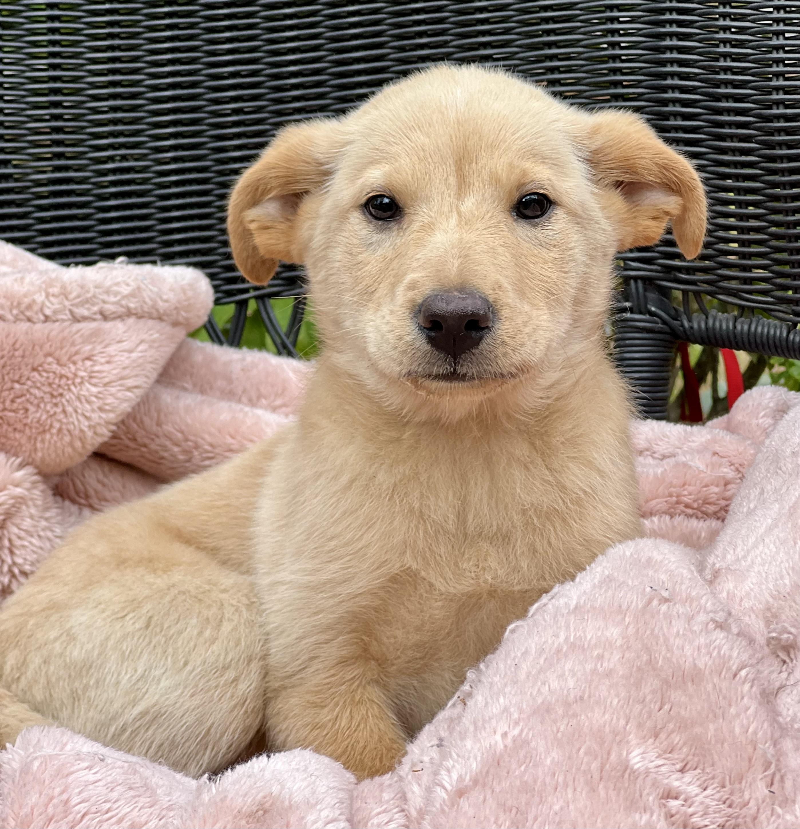 Enlarge Annie , a ADOPTABLE mixed breed in Mt Pleasant, SC image 4/5