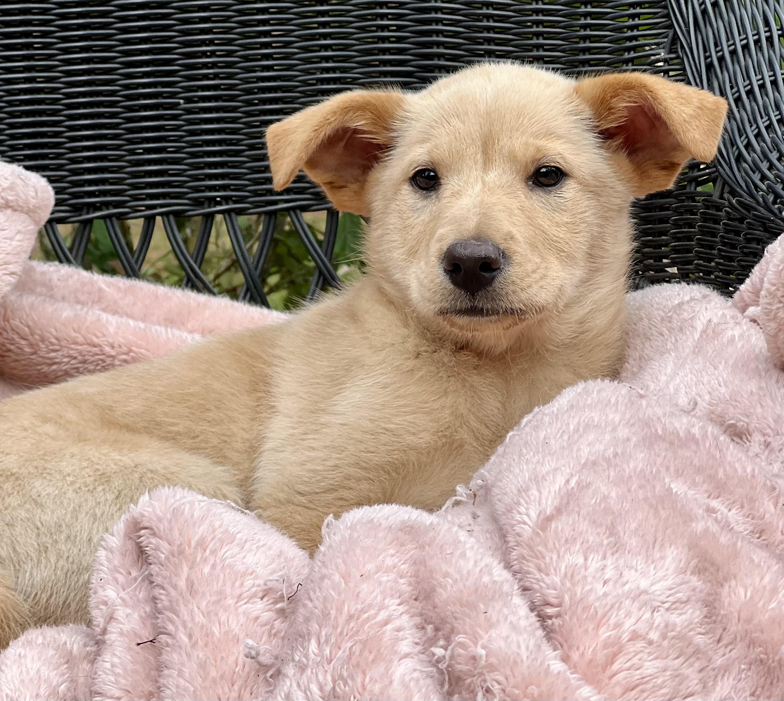 Enlarge Annie , a ADOPTABLE mixed breed in Mt Pleasant, SC image 3/5