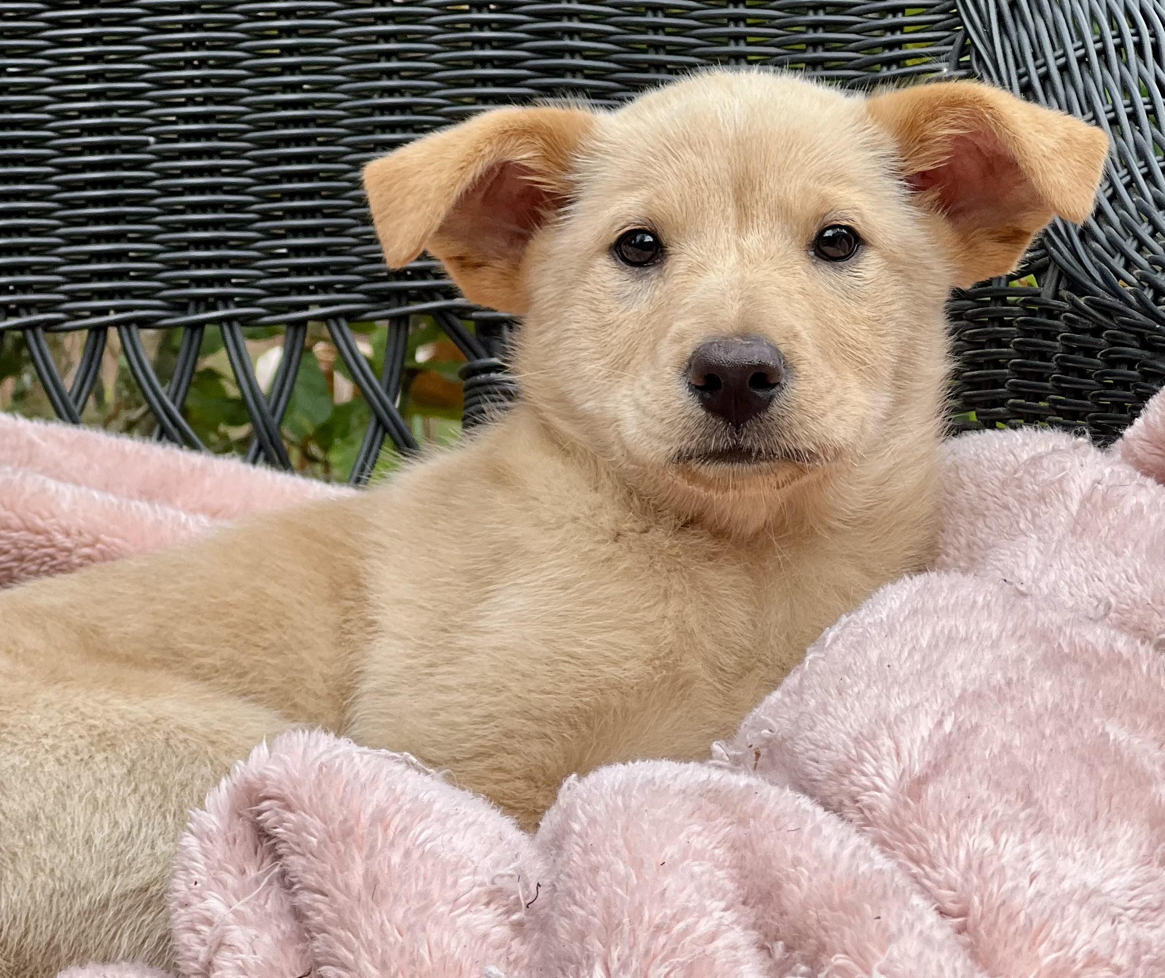 Enlarge Annie , a ADOPTABLE mixed breed in Mt Pleasant, SC image 2/5