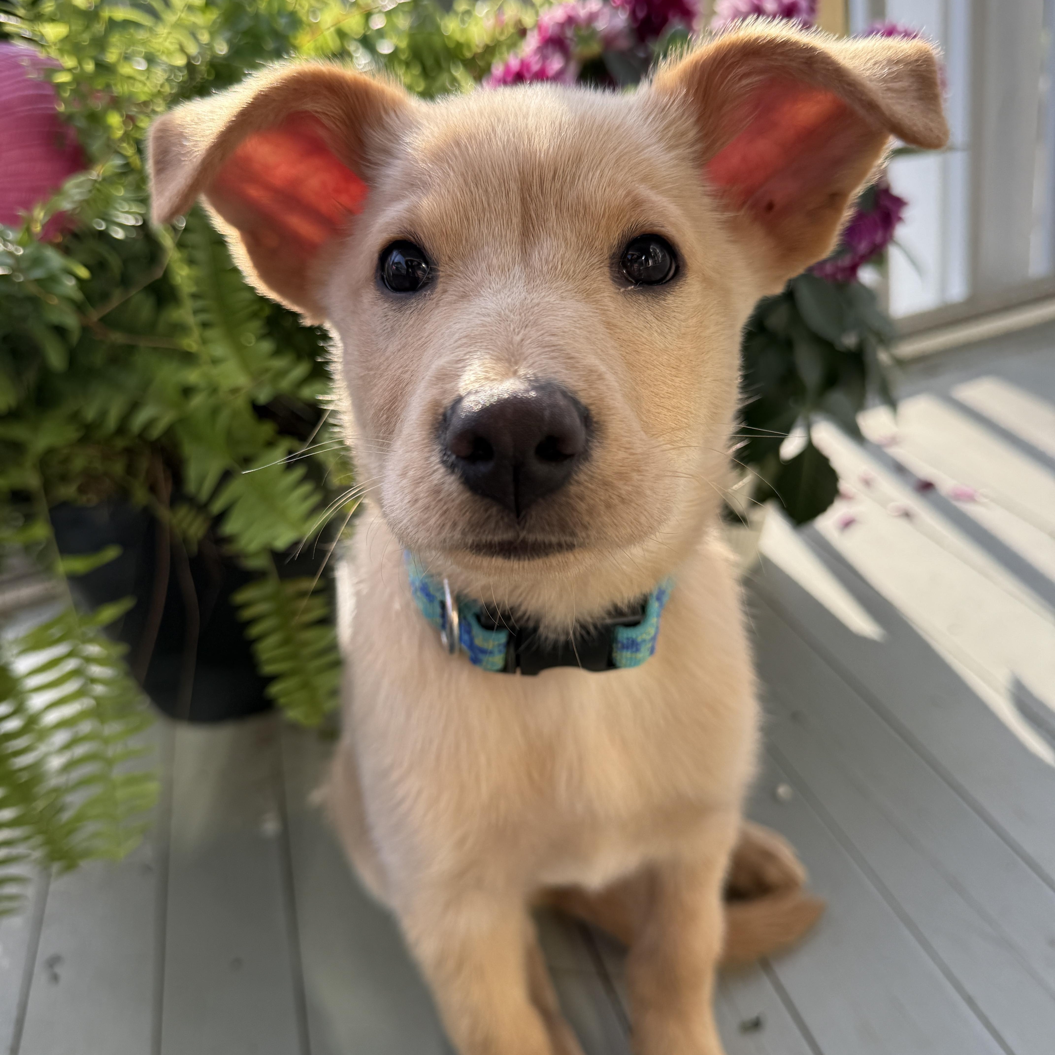 Enlarge Annie , a ADOPTABLE mixed breed in Mt Pleasant, SC image 1/5