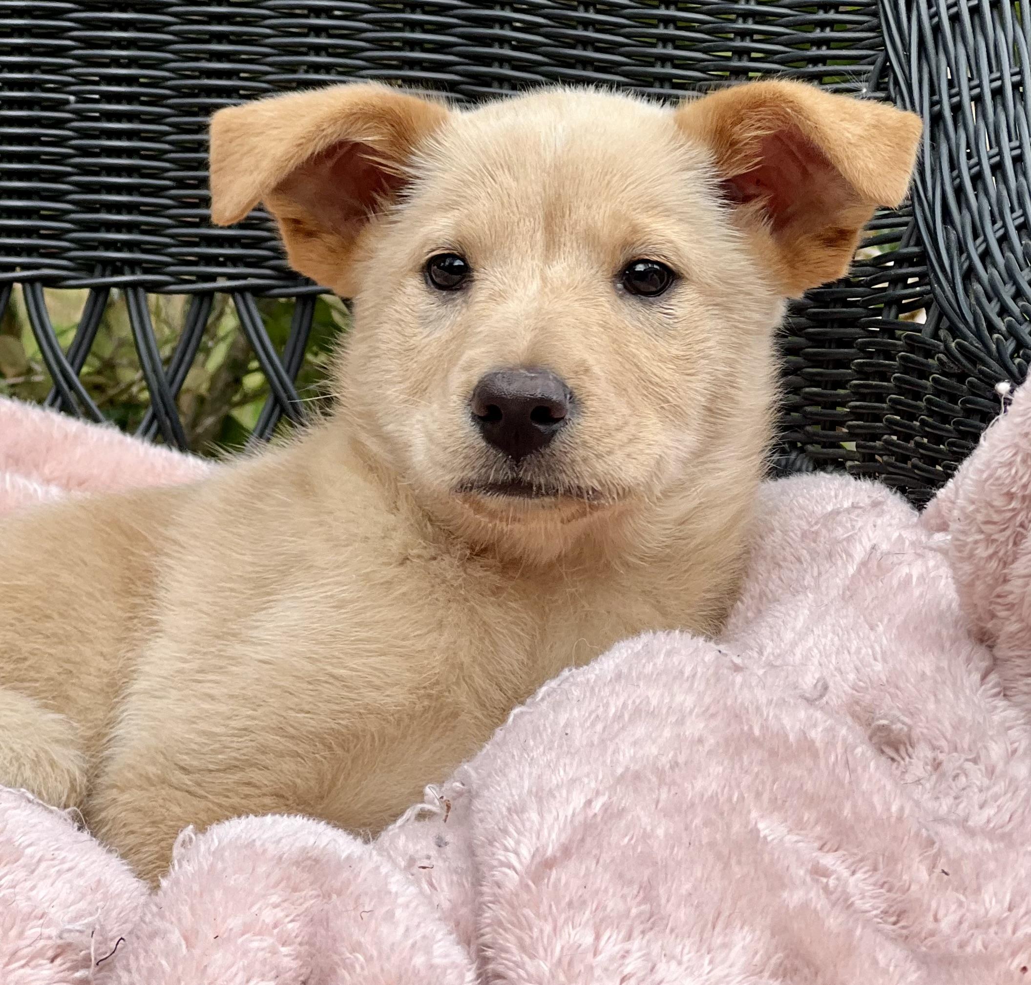 Enlarge Annie , a ADOPTABLE mixed breed in Mt Pleasant, SC image 5/5