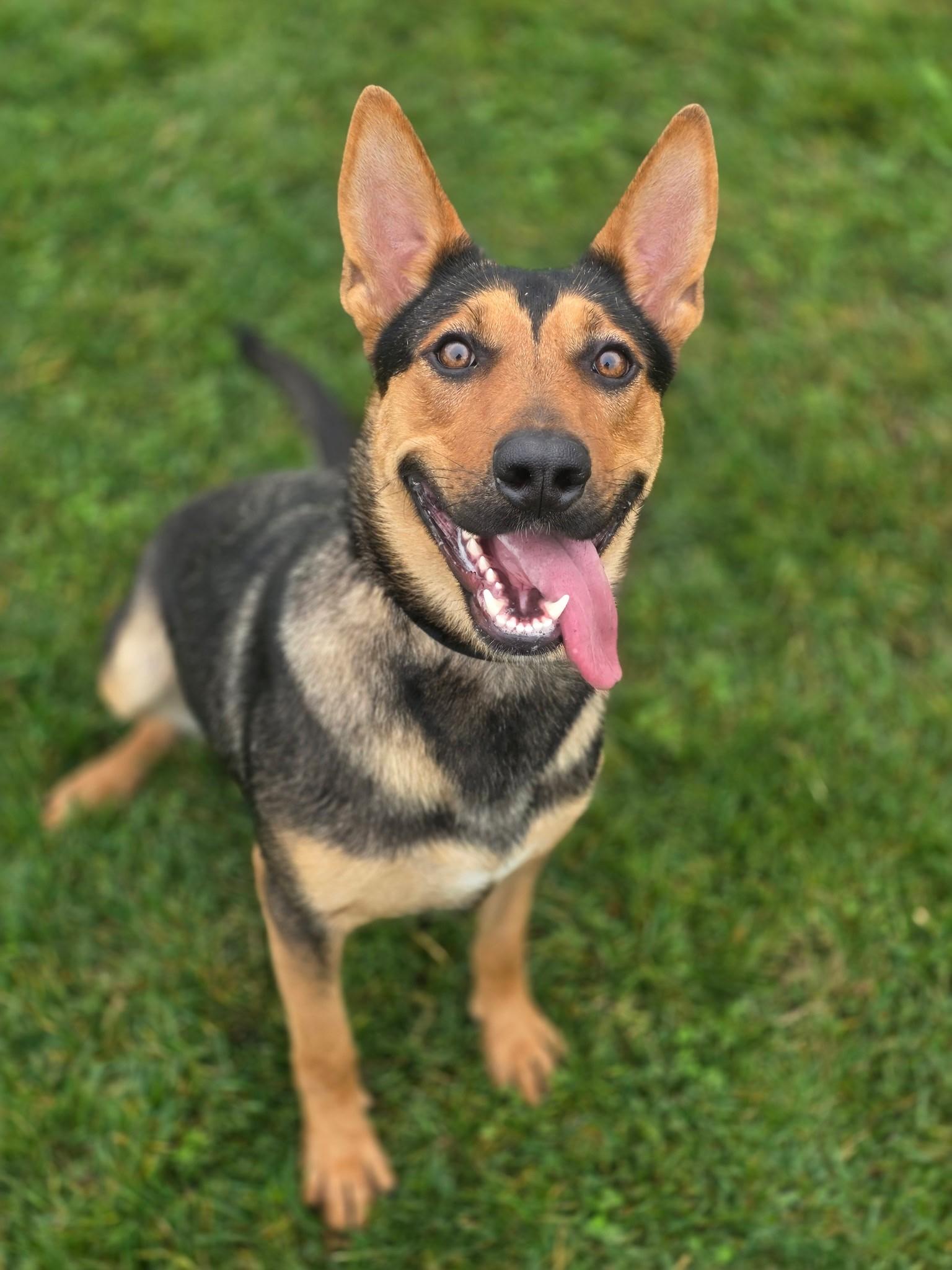 Bailey, ADOPTABLE, Adult Female German Shepherd Dog.