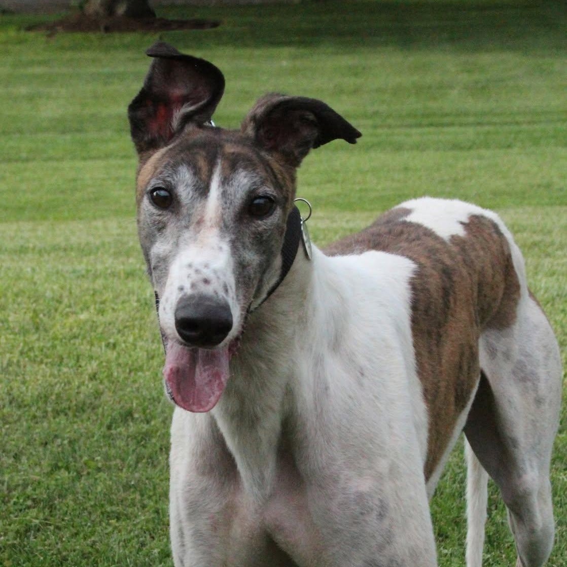 Hudson, ADOPTABLE, Adult Male Greyhound.