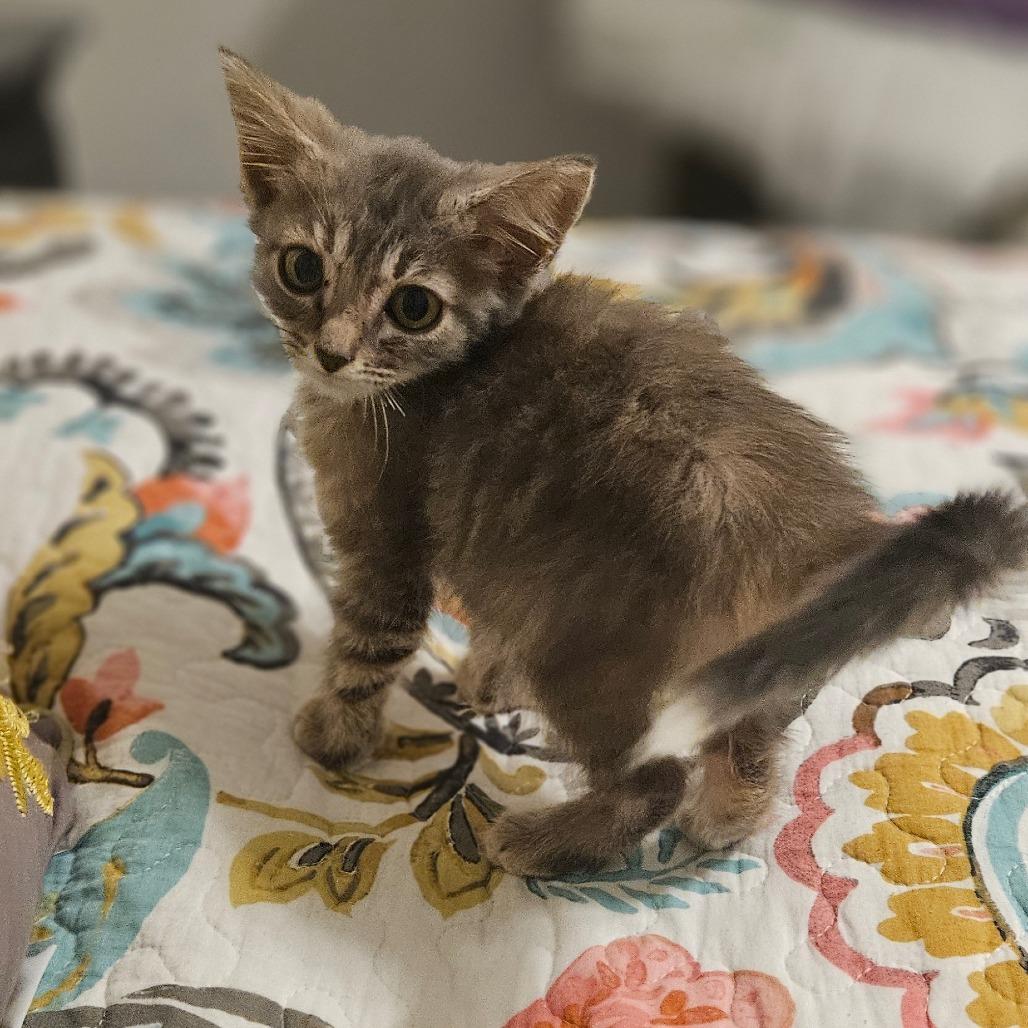 Blackberry, Adoptable, Kitten Female Domestic Short Hair.