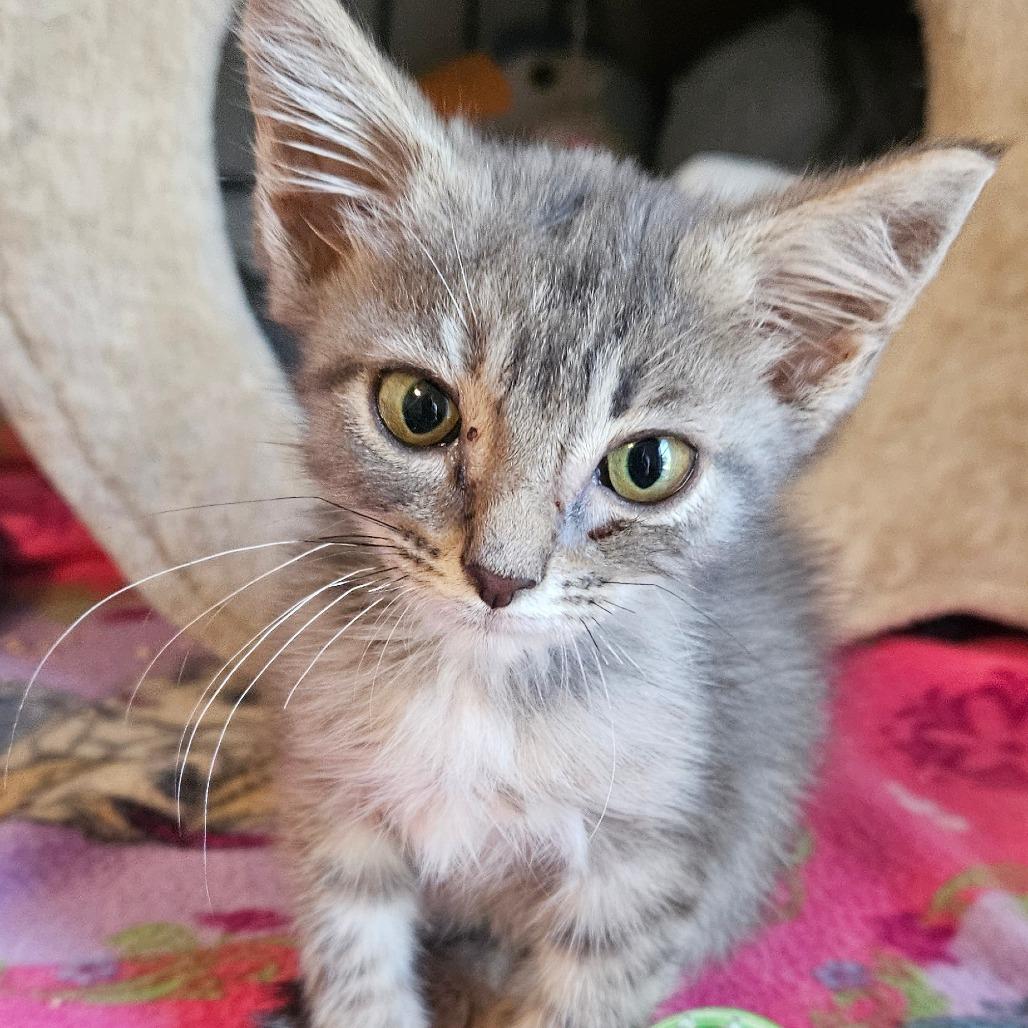Enlarge Blackberry, a Adoptable Domestic Short Hair in Newport, TN image 2/2