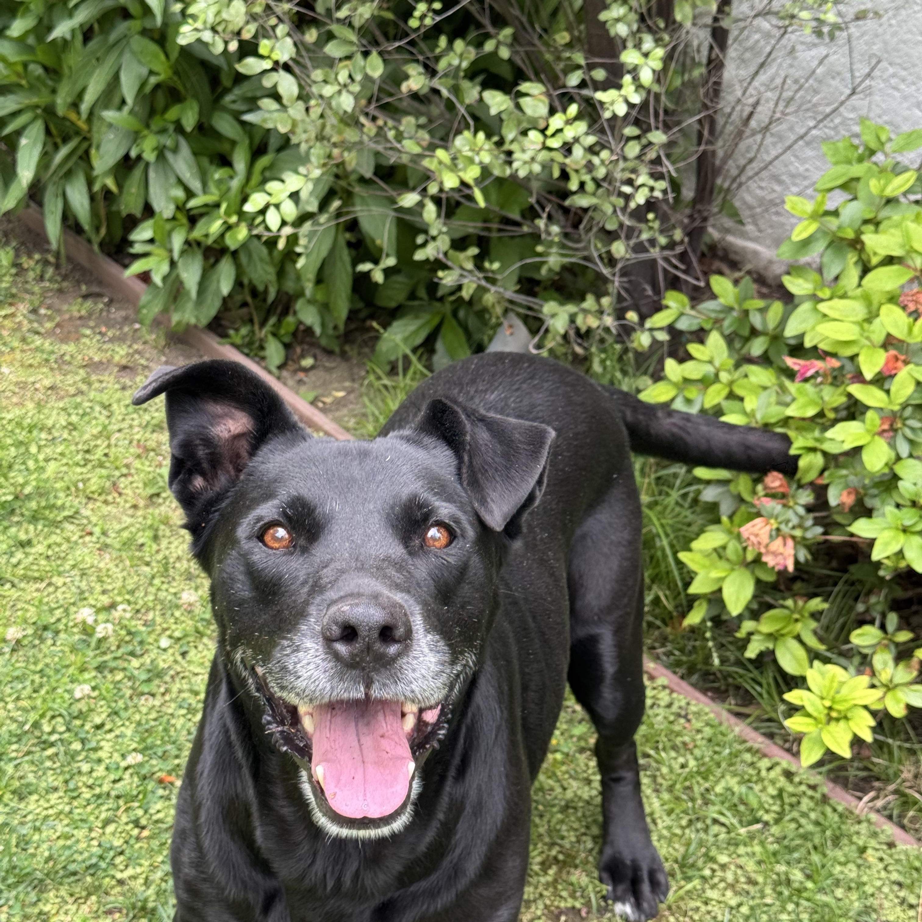 Enlarge Duncan, an adoptable mixed breed in West Hollywood, CA image 4/6