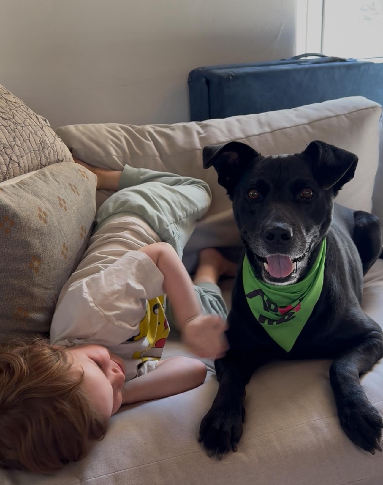 Enlarge Duncan, an adoptable mixed breed in West Hollywood, CA image 5/6