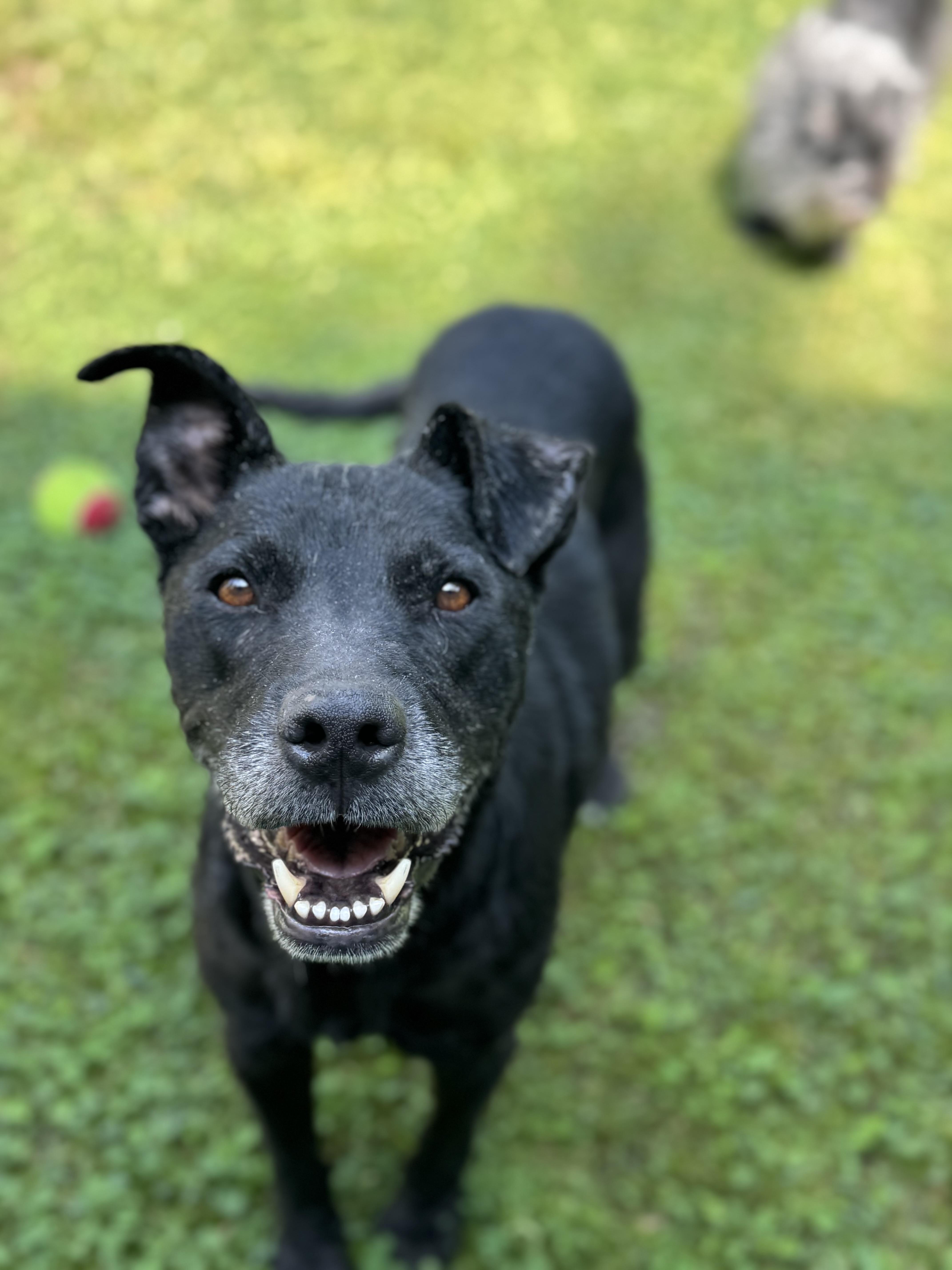Duncan, a Adoptable mixed breed in West Hollywood, CA image 1/6