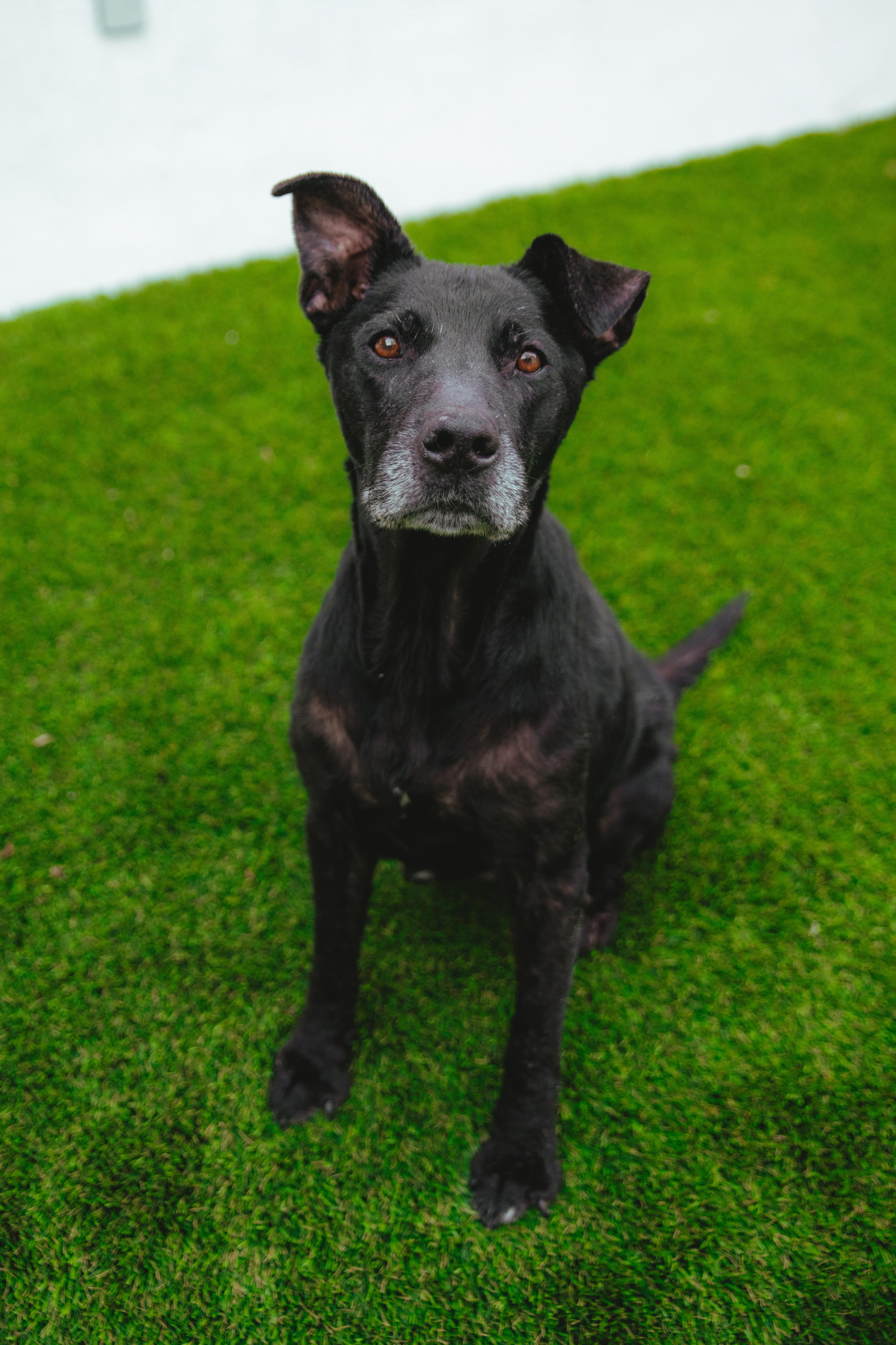 Duncan, a Adoptable mixed breed in West Hollywood, CA image 2/6