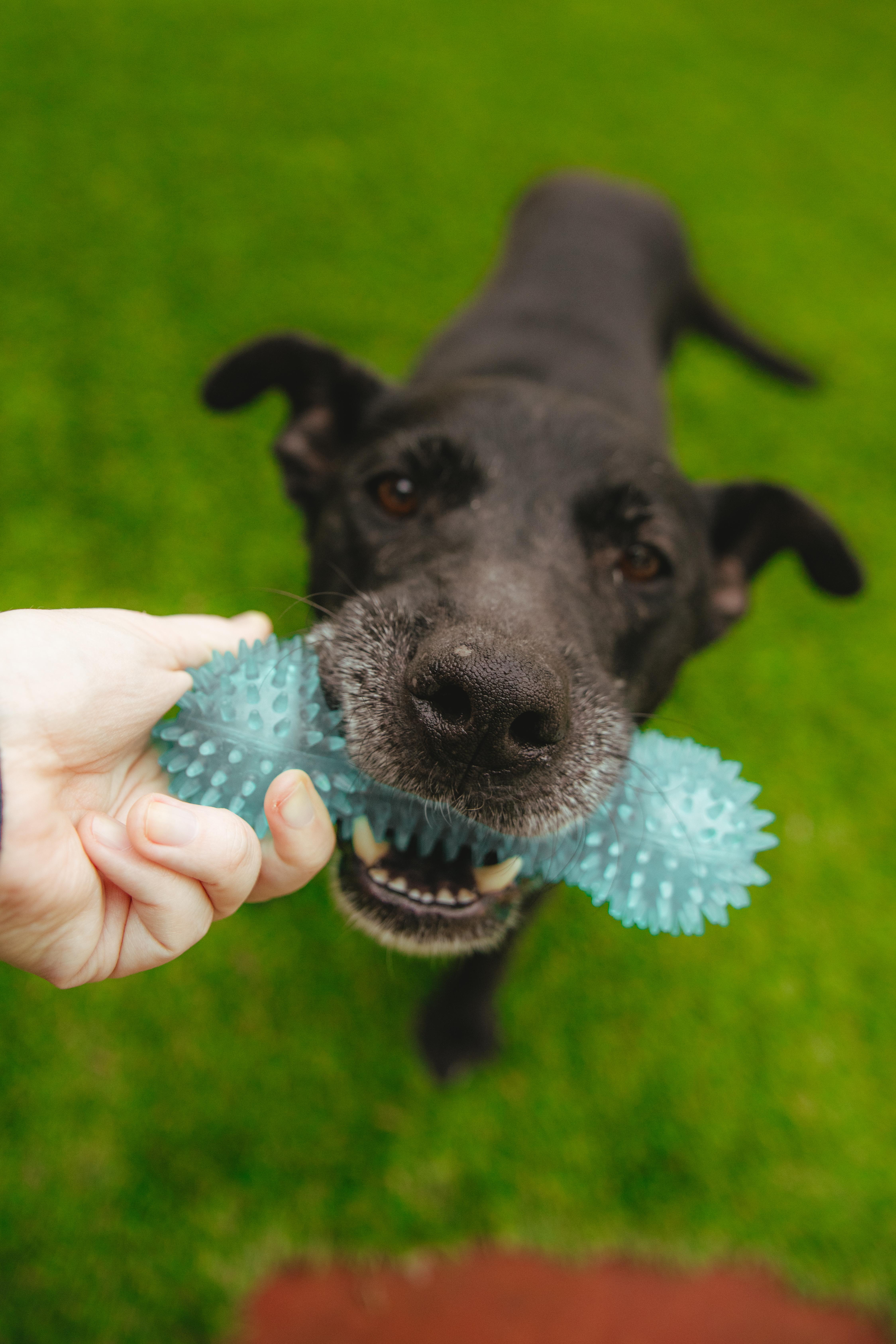 Duncan, a Adoptable mixed breed in West Hollywood, CA image 3/6