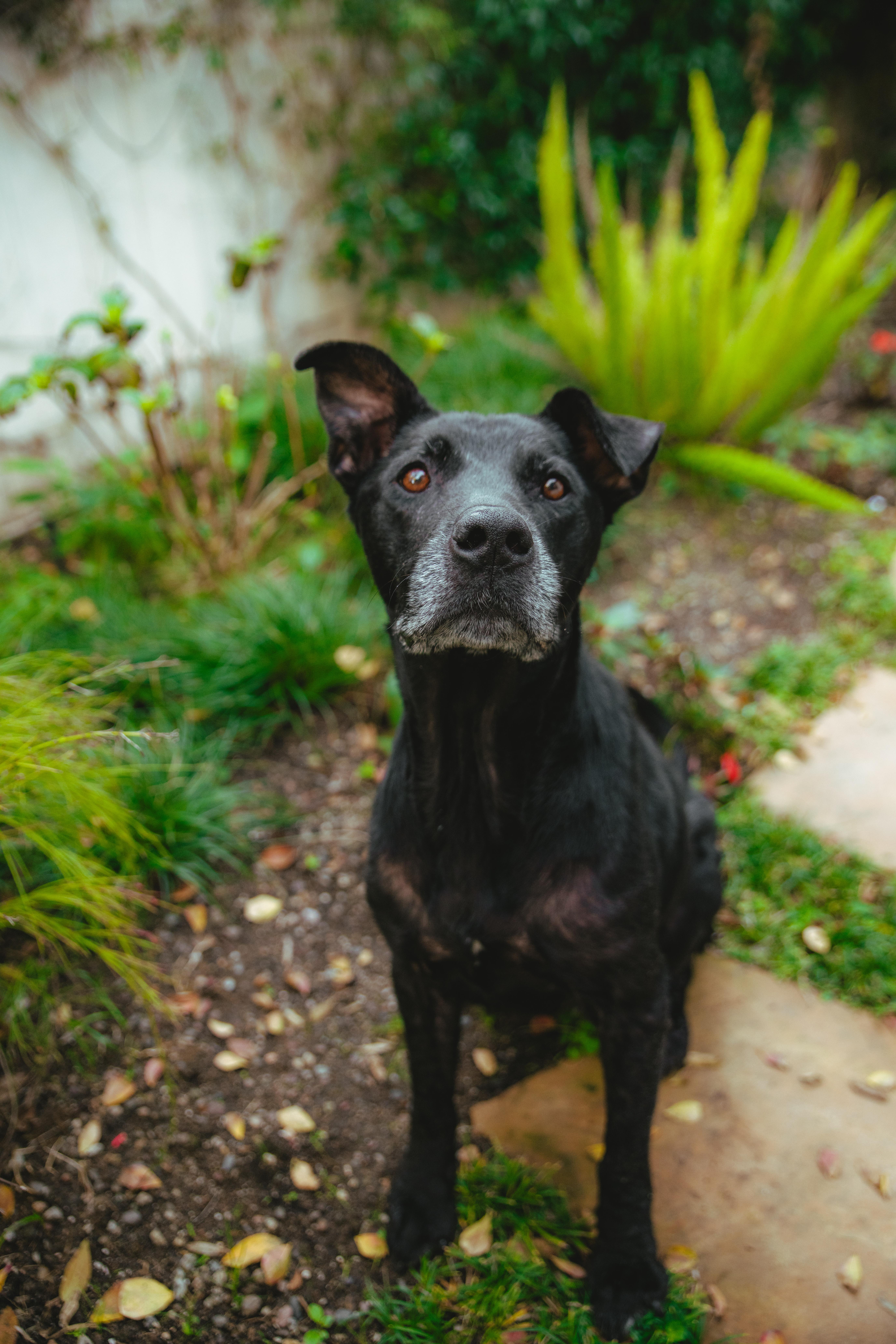 Duncan, a Adoptable mixed breed in West Hollywood, CA image 5/6